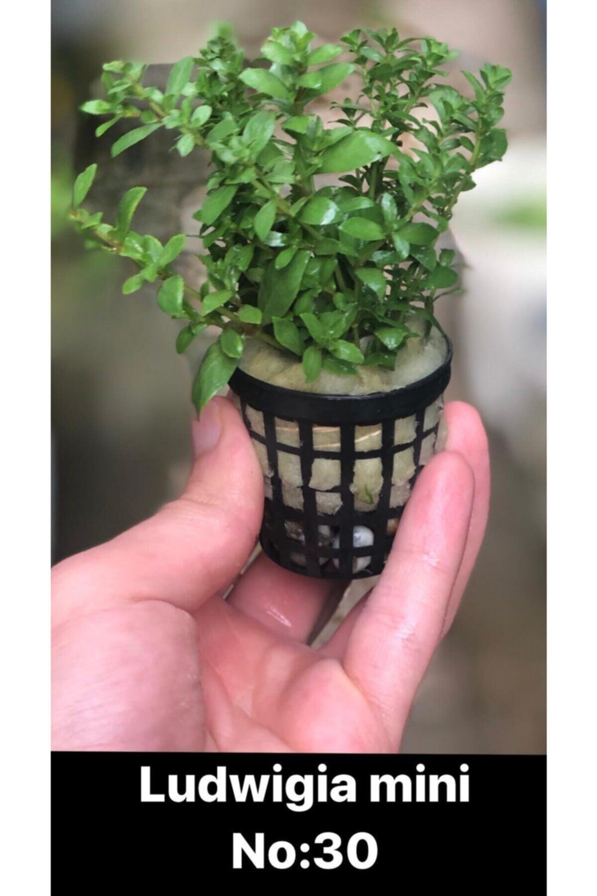 petdoor Ludwigia Mini Canlı Akvaryum Bitgisi