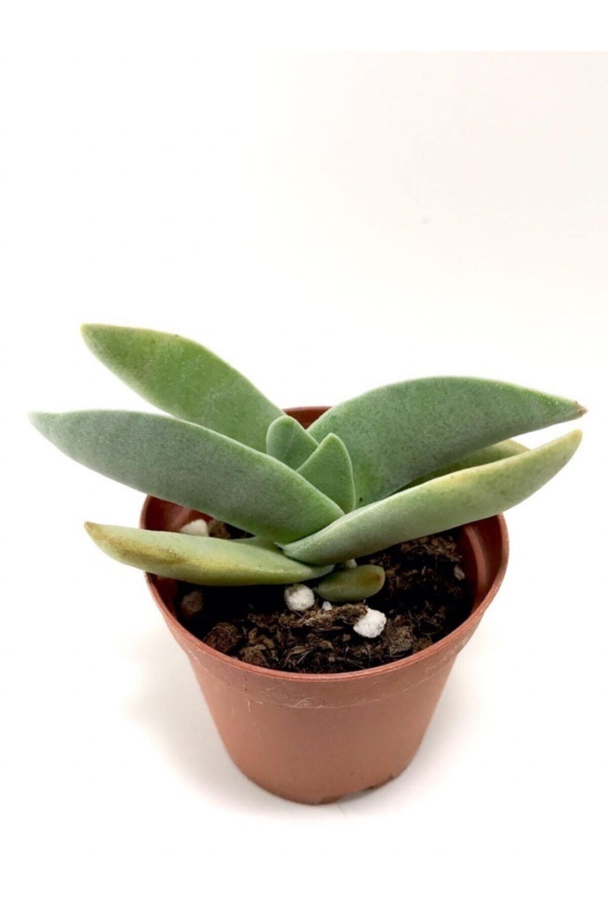 ünal kaktüs Crassula Falcata Sukulent