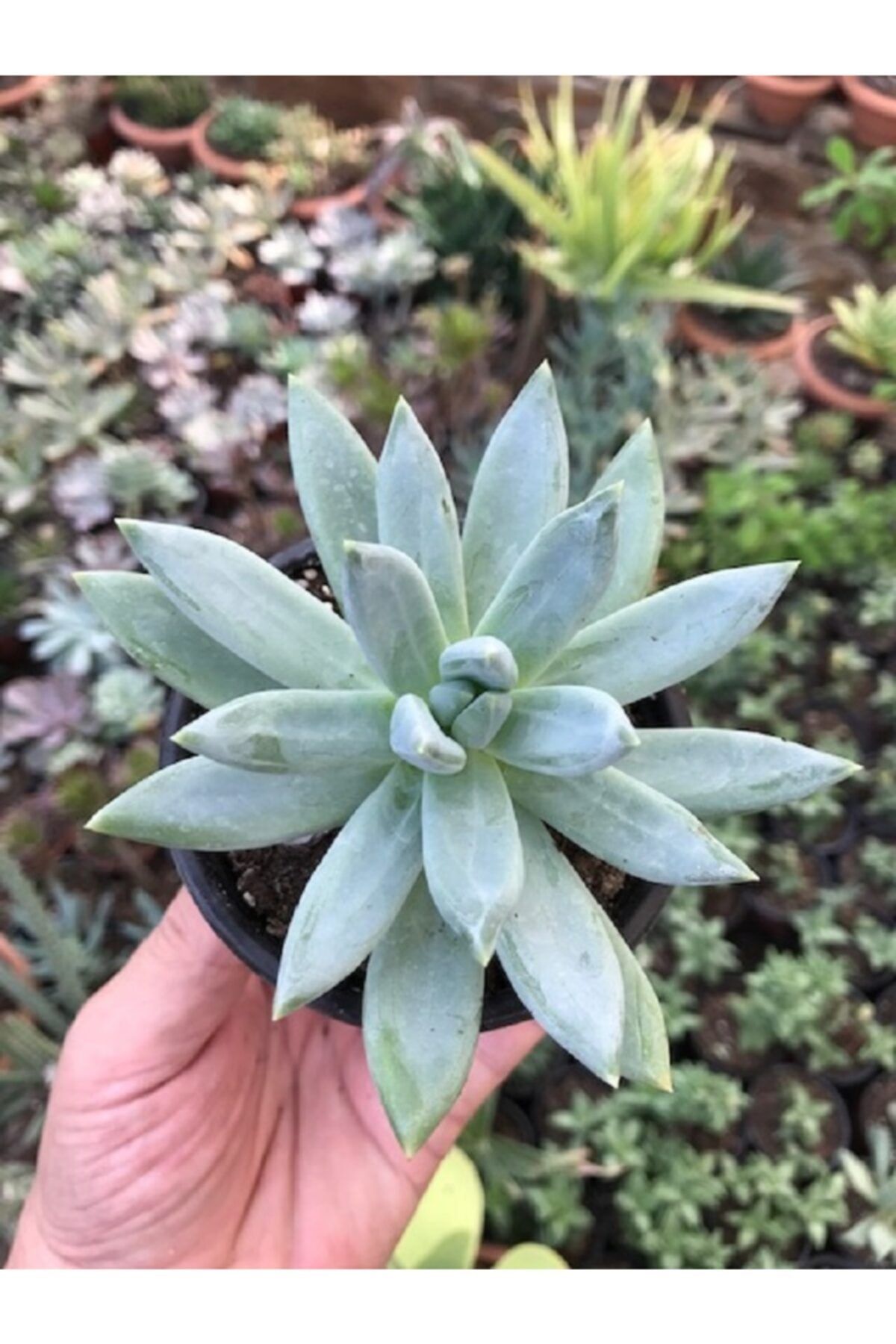ünal kaktüs Pachyphytum Glauca (pachyphytum Hookeri) 8,5cm Sukulent