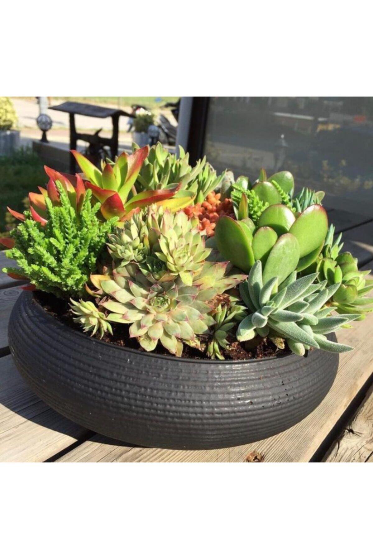 homedesing Teraryum Cam Saksı