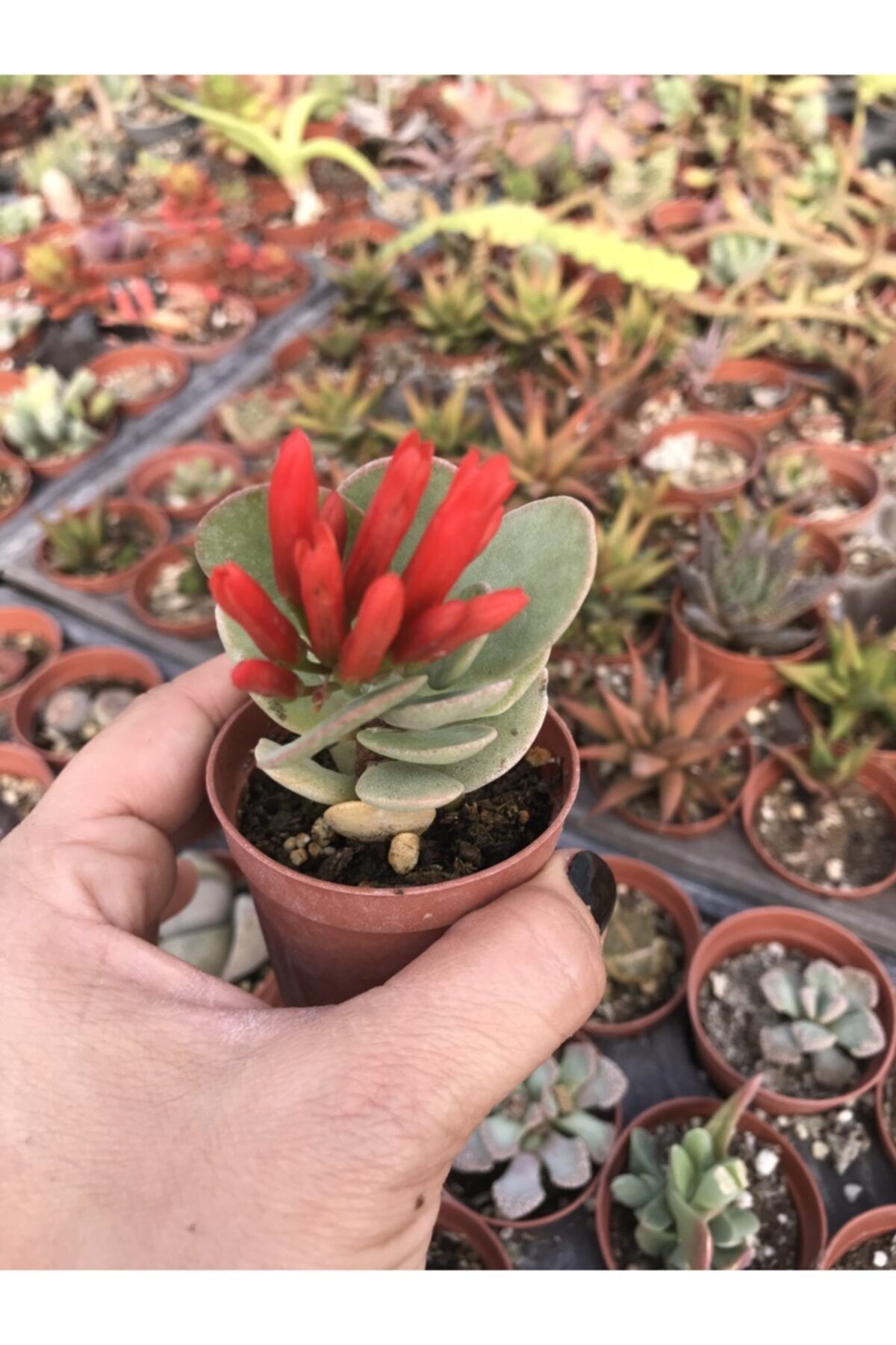 ünal kaktüs Kalanchoe Scapigera Sukulentler