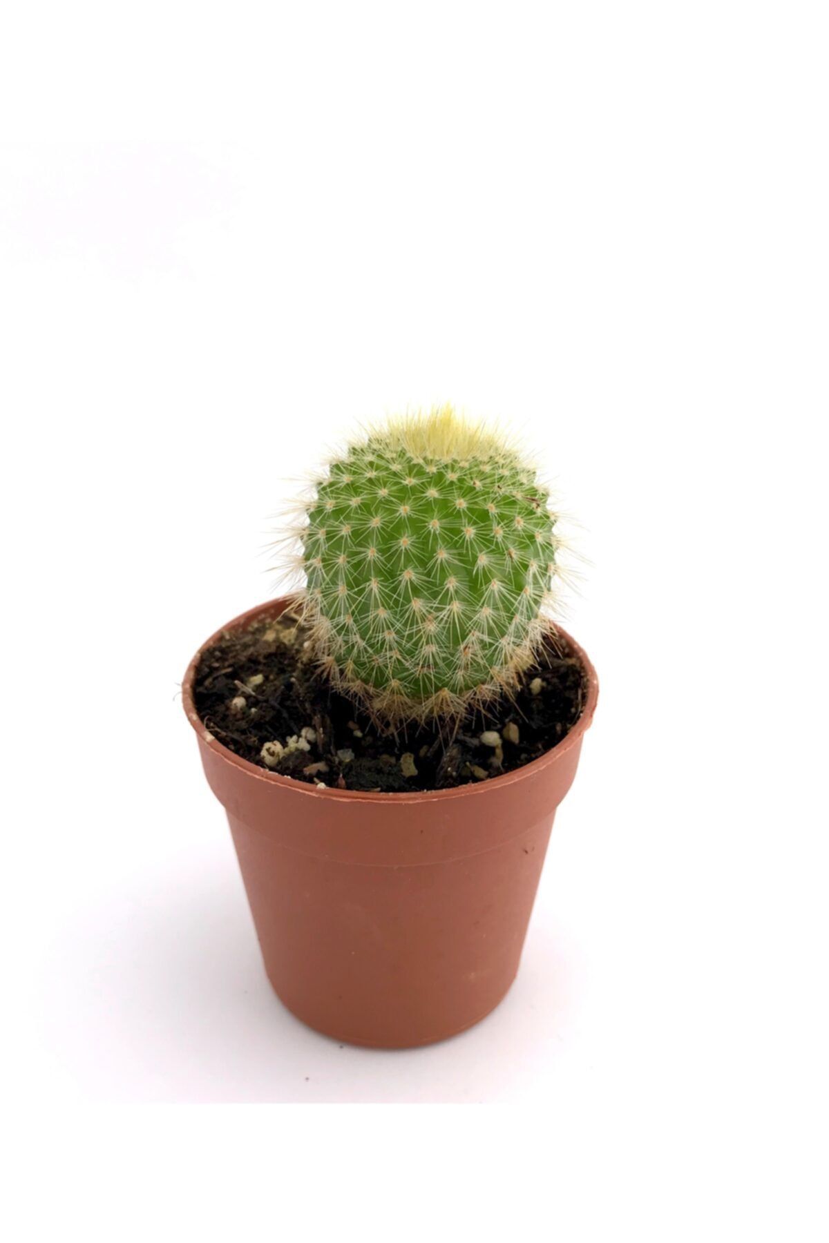 ünal kaktüs Notocactus Leninghausii (kaktüs)