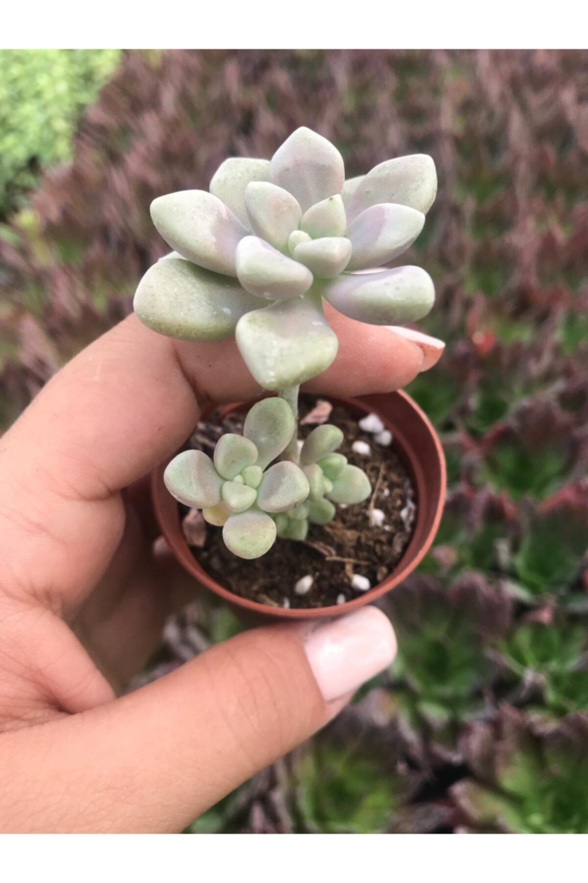 ünal kaktüs Graptopetalum Mendozae