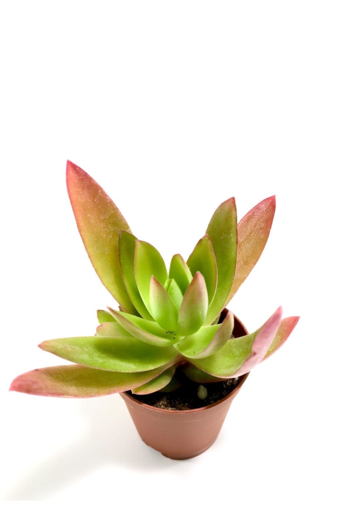 ünal kaktüs Crassula Capitella Campfire Sukulent