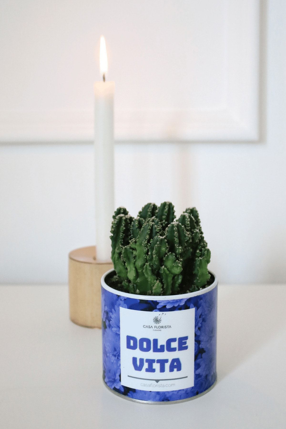 Casa Florista Kaktüs Cereus ( Dolce Vita )