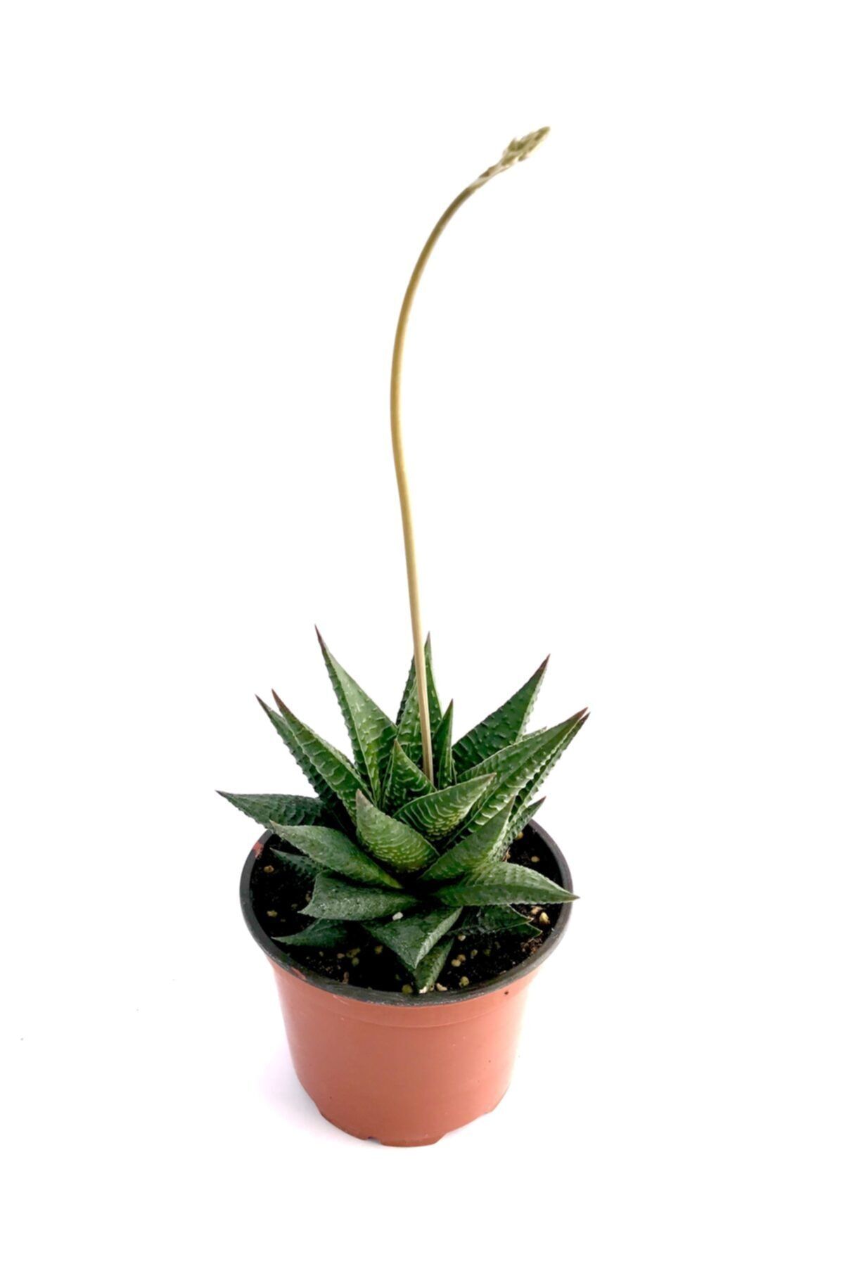 ünal kaktüs Haworthia Limifolia Sukulent  8,5