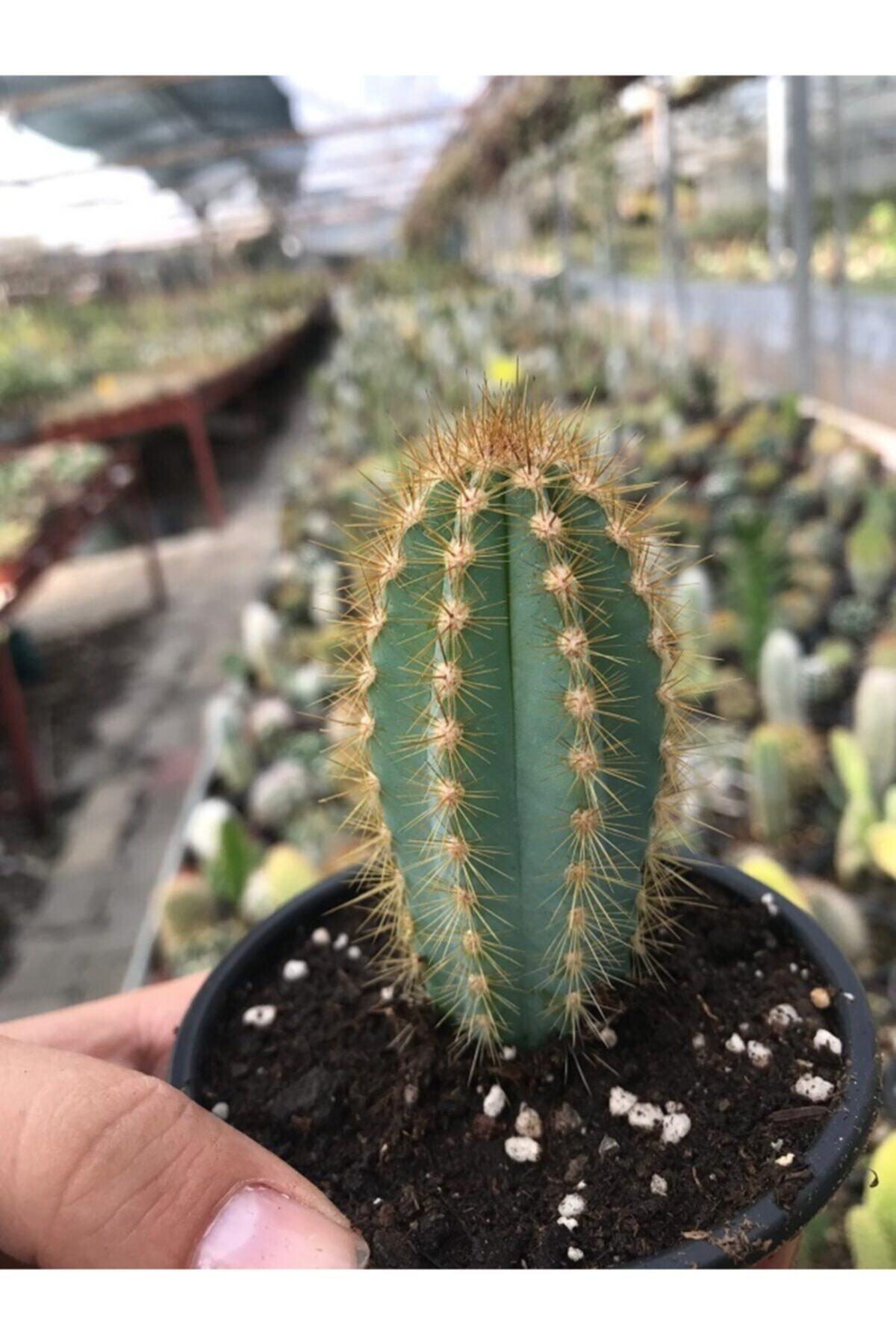 ünal kaktüs Pilosocereus Azureus 8,5 cm Kaktüs