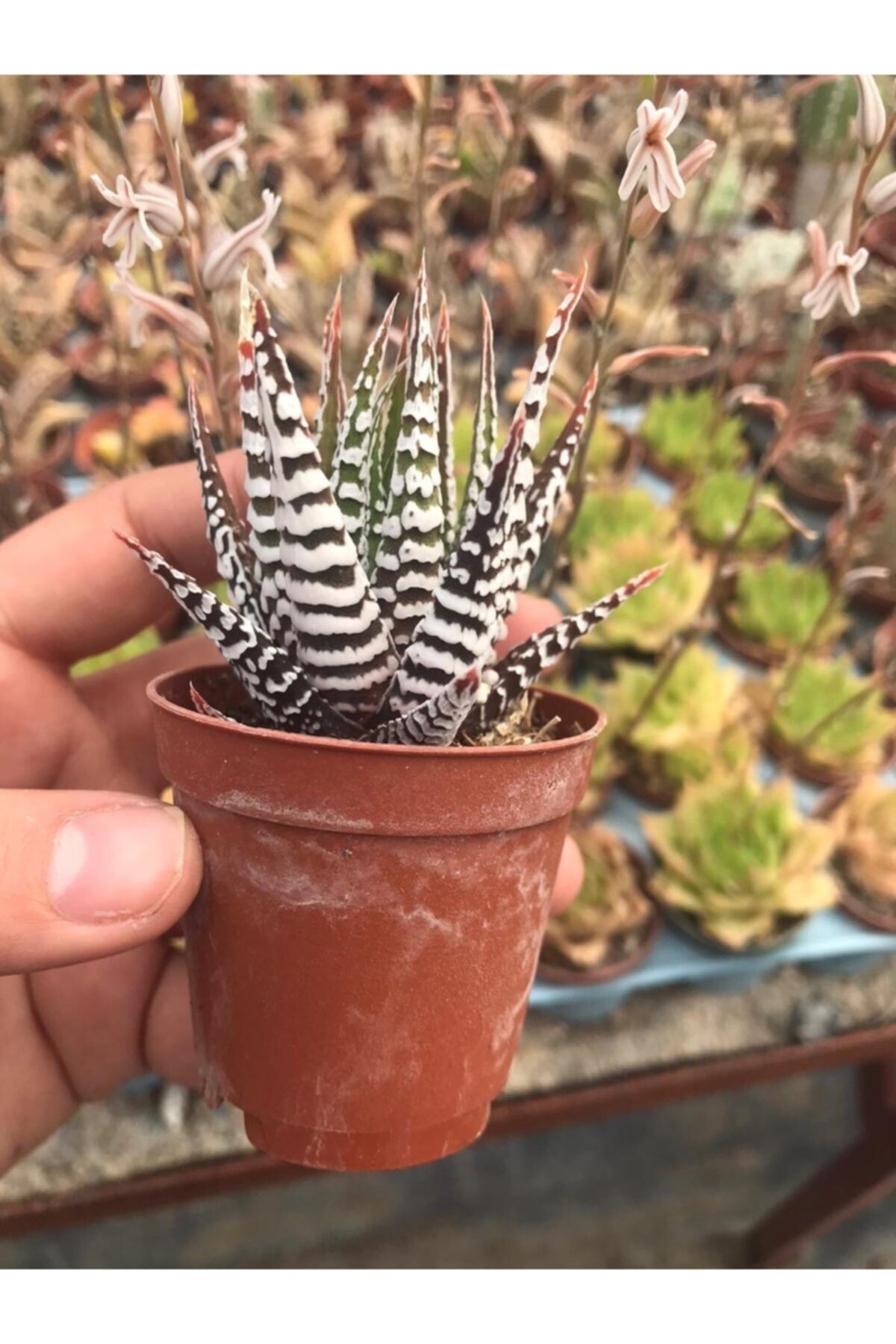 ünal kaktüs Haworthia Fasciata Big Band