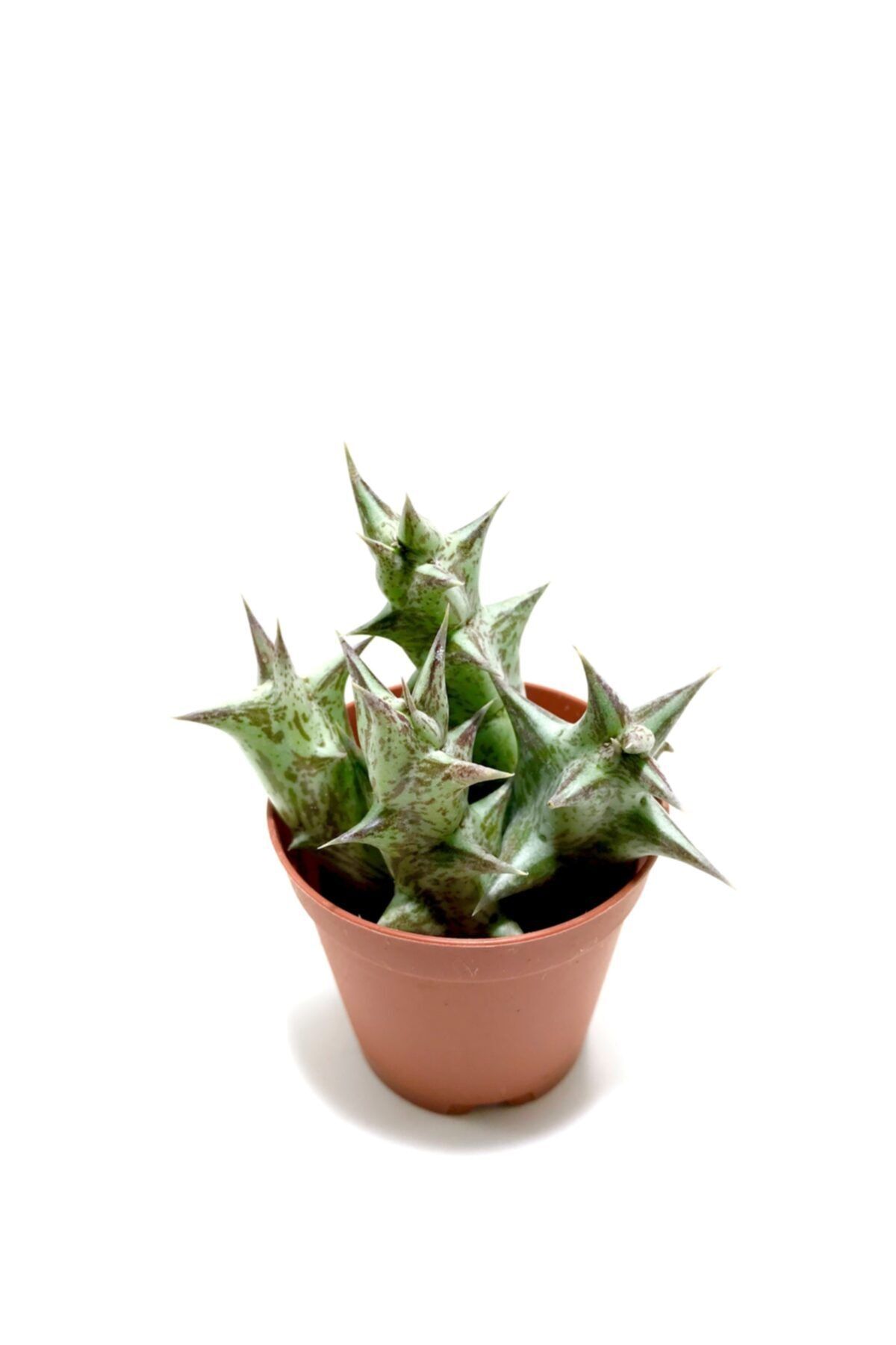 ünal kaktüs Orbea Decaisneana (sukulent)
