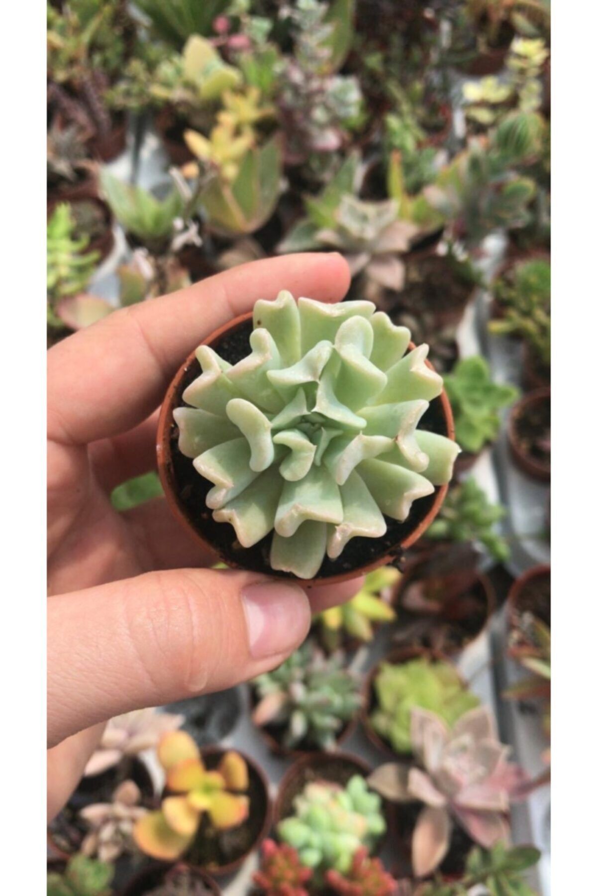 ünal kaktüs Echeveria Runyonii Topsy Turvy