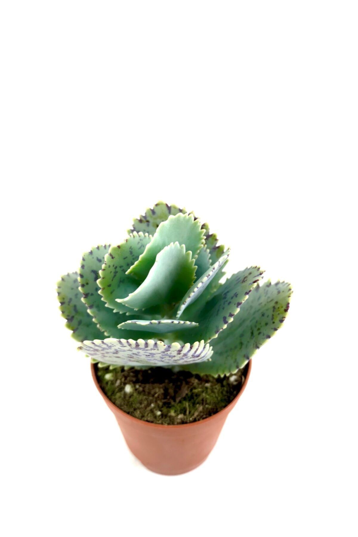 ünal kaktüs Kalanchoe Marmorata