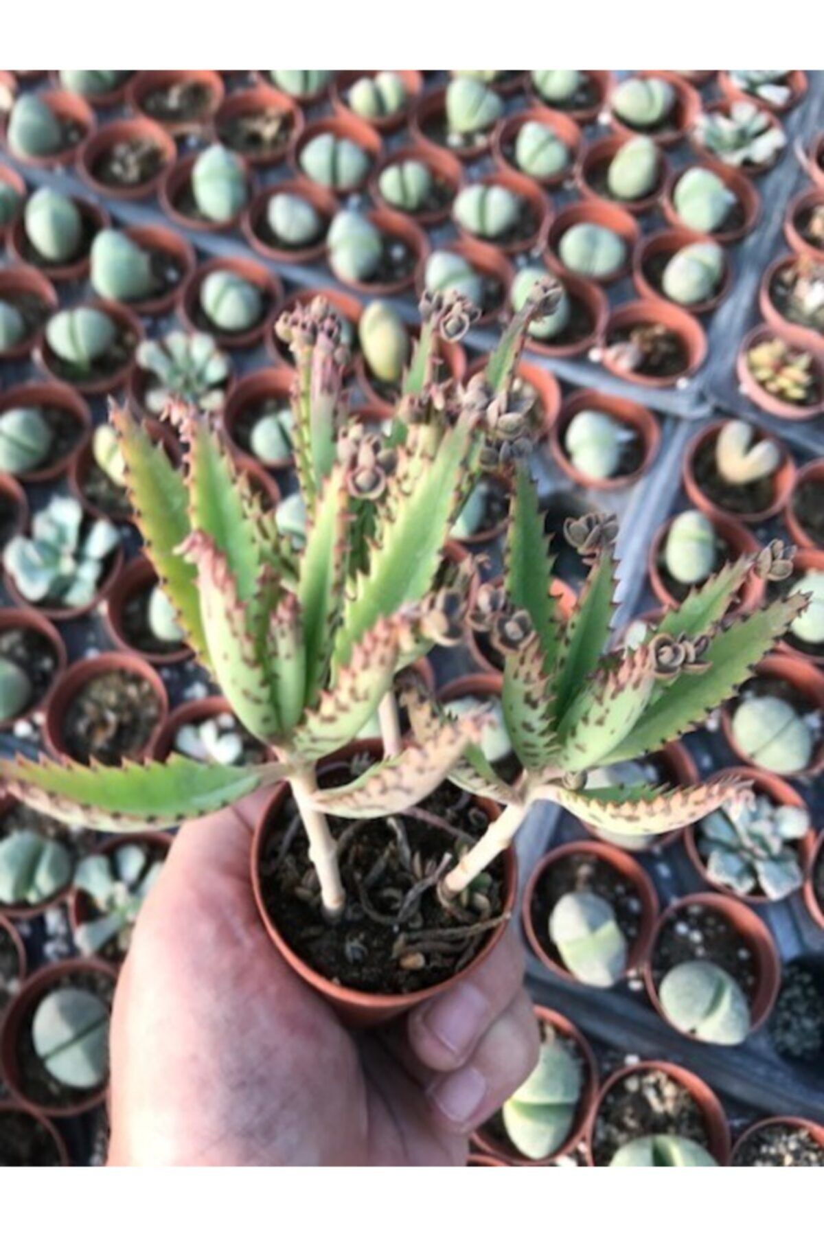 ünal kaktüs Kalanchoe Daigremontiana