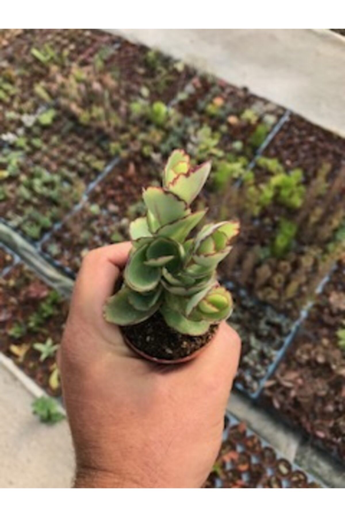 ünal kaktüs Kalanchoe Fedtschenkoi Compacta