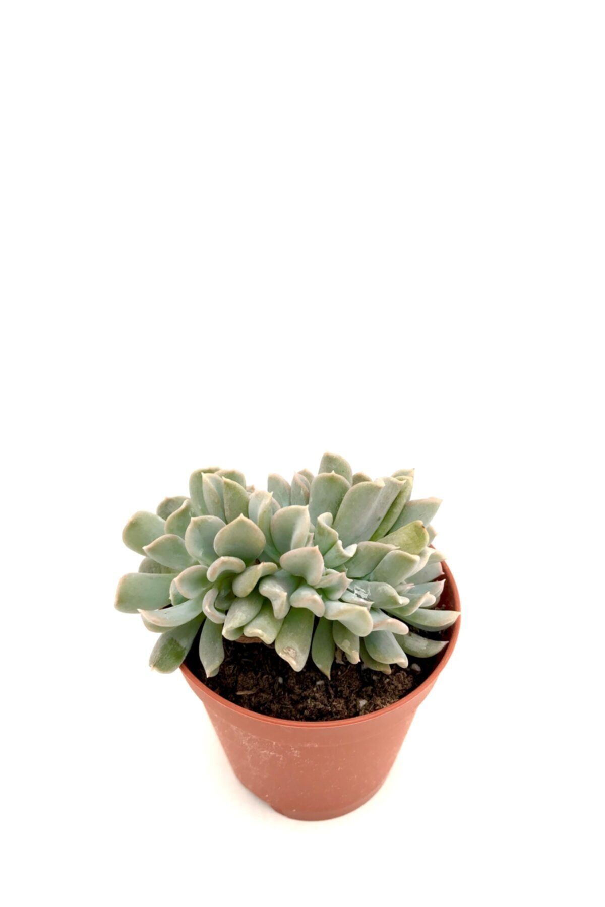 ünal kaktüs Echeveria Runyonii Topsy Turvy Cristata