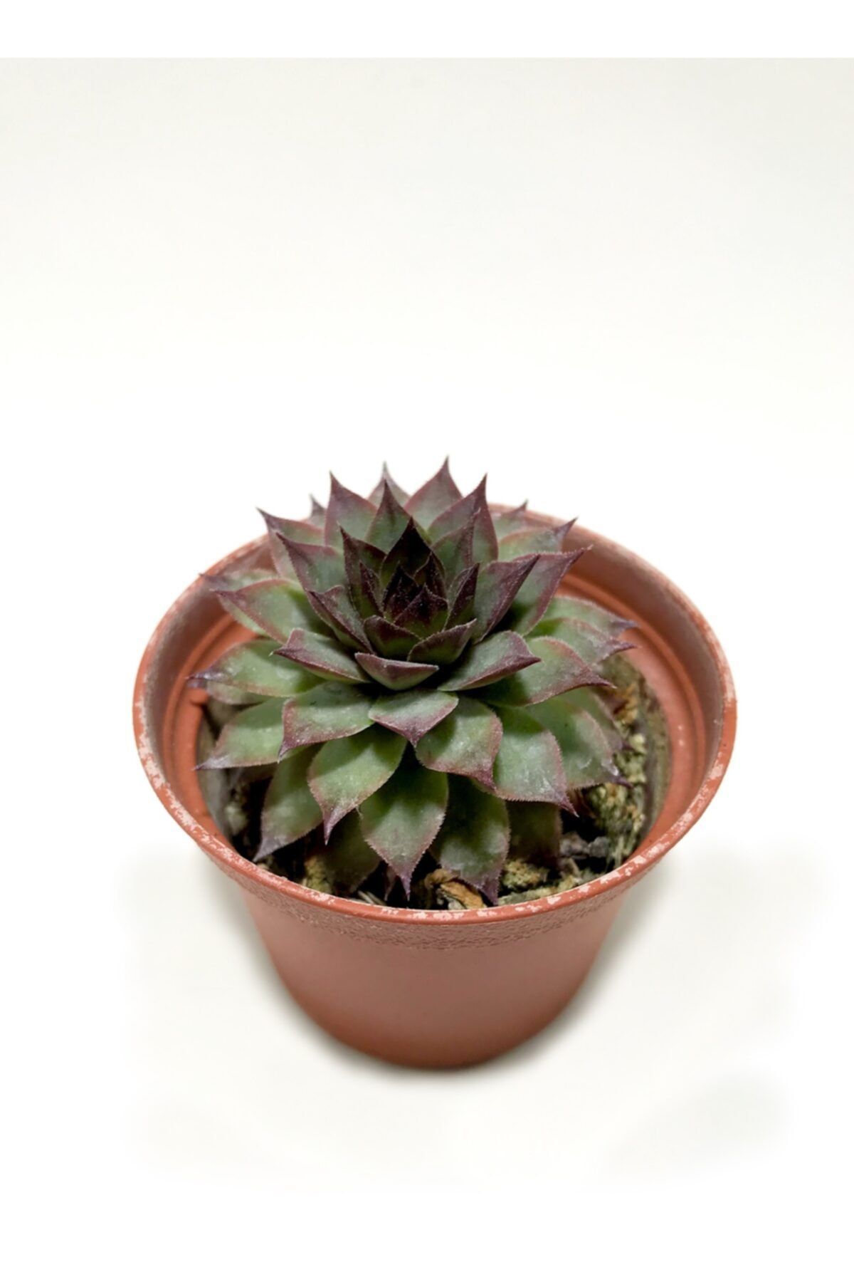 ünal kaktüs Sempervivum Tectorum (RED- KIRMIZI) Sukulent