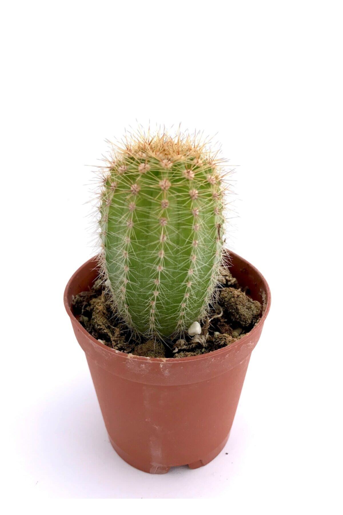 ünal kaktüs Echinopsis Oxygona Kaktüs