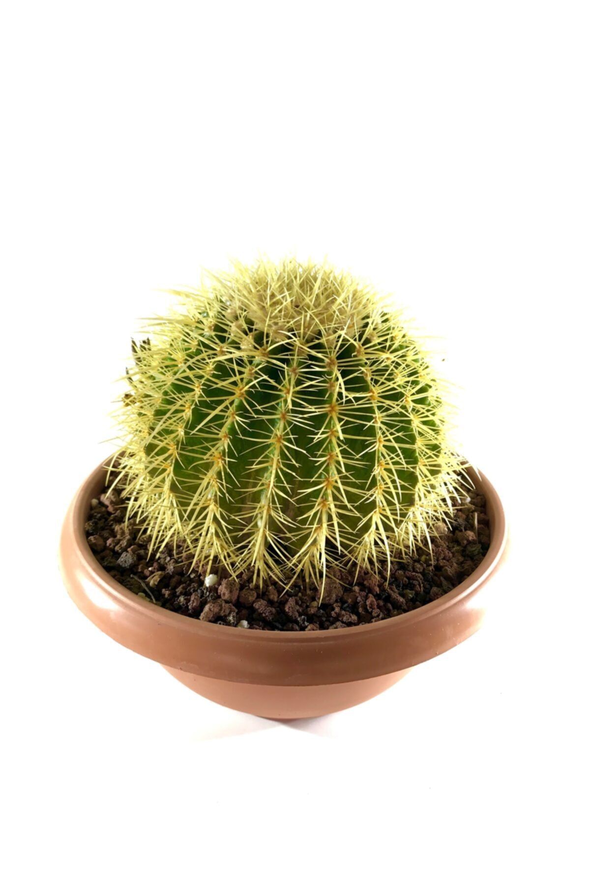 ünal kaktüs Echinocactus Grusonii 29cm