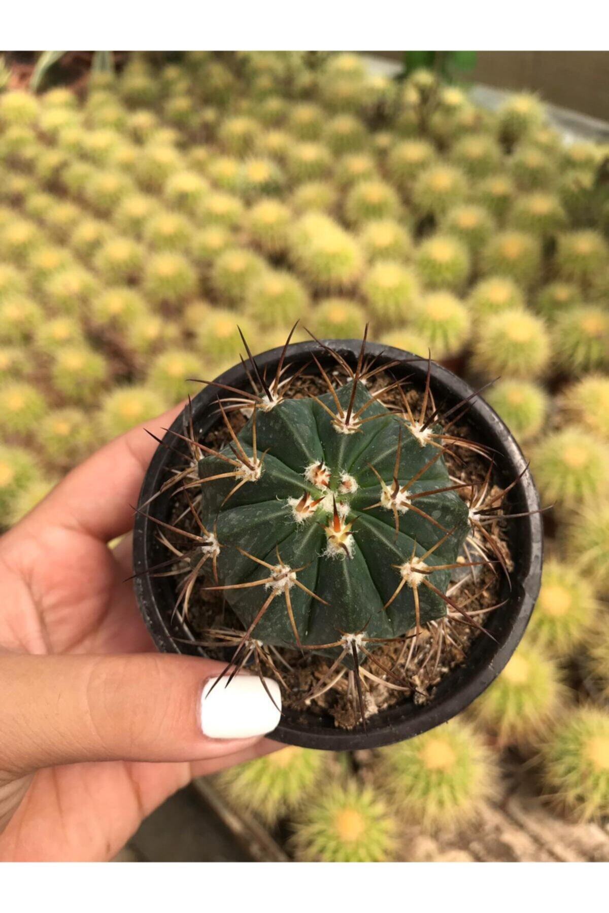 ünal kaktüs Melocactus Matanzanus 8,5cm (kaktüs)