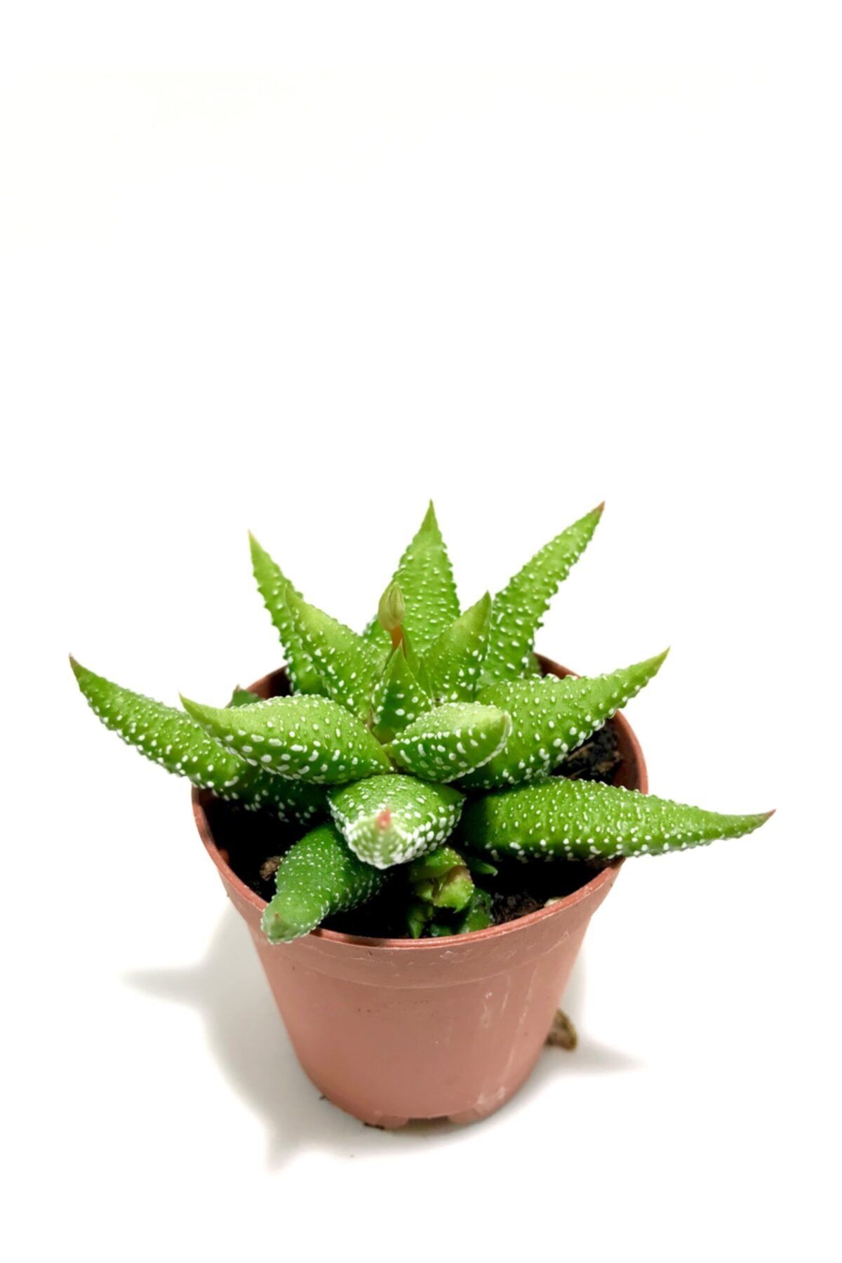 ünal kaktüs Haworthia Attenuata Tamba (sukulent)