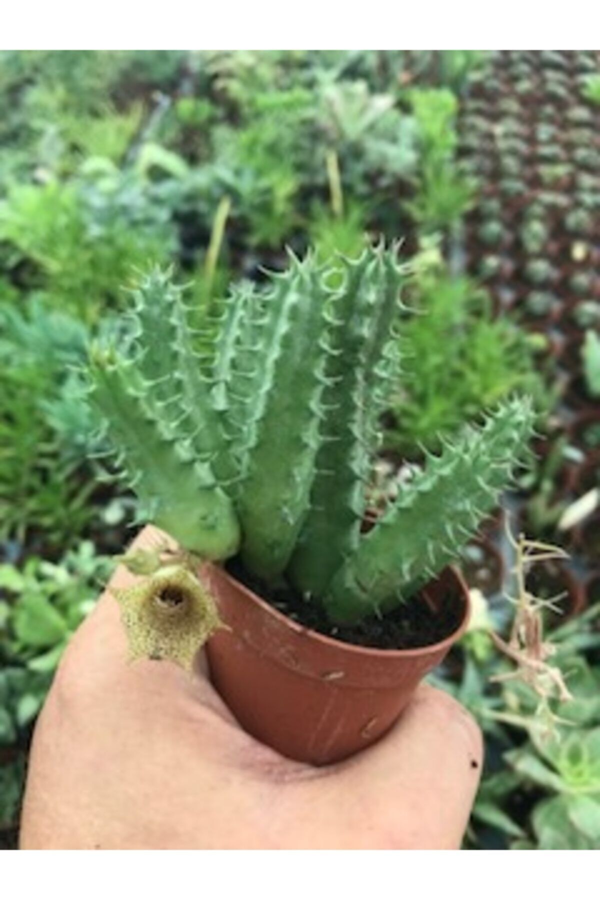 ünal kaktüs Huernia Thuretii Hybrid (sukulent)
