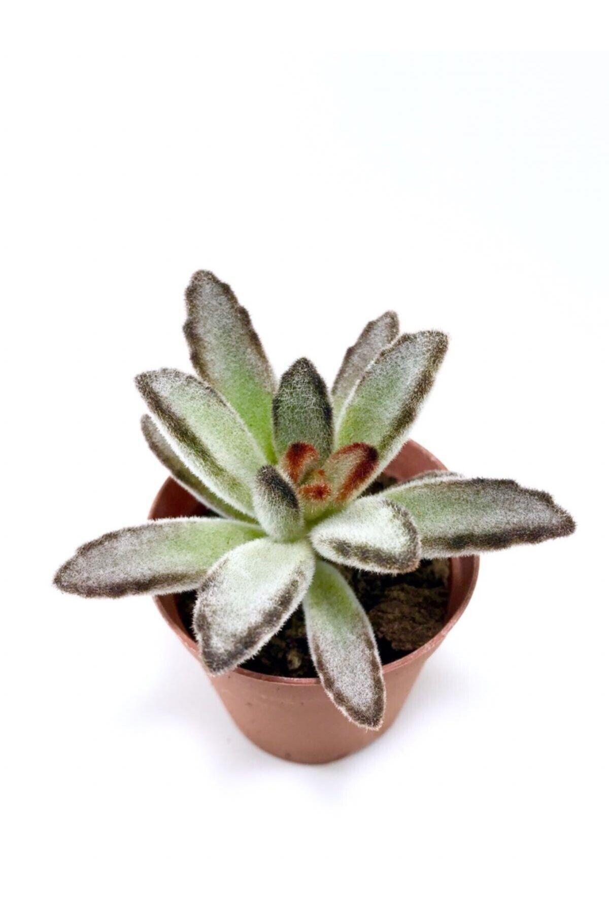 ünal kaktüs Kalanchoe Tomentosa  Black Siyah Sukulent