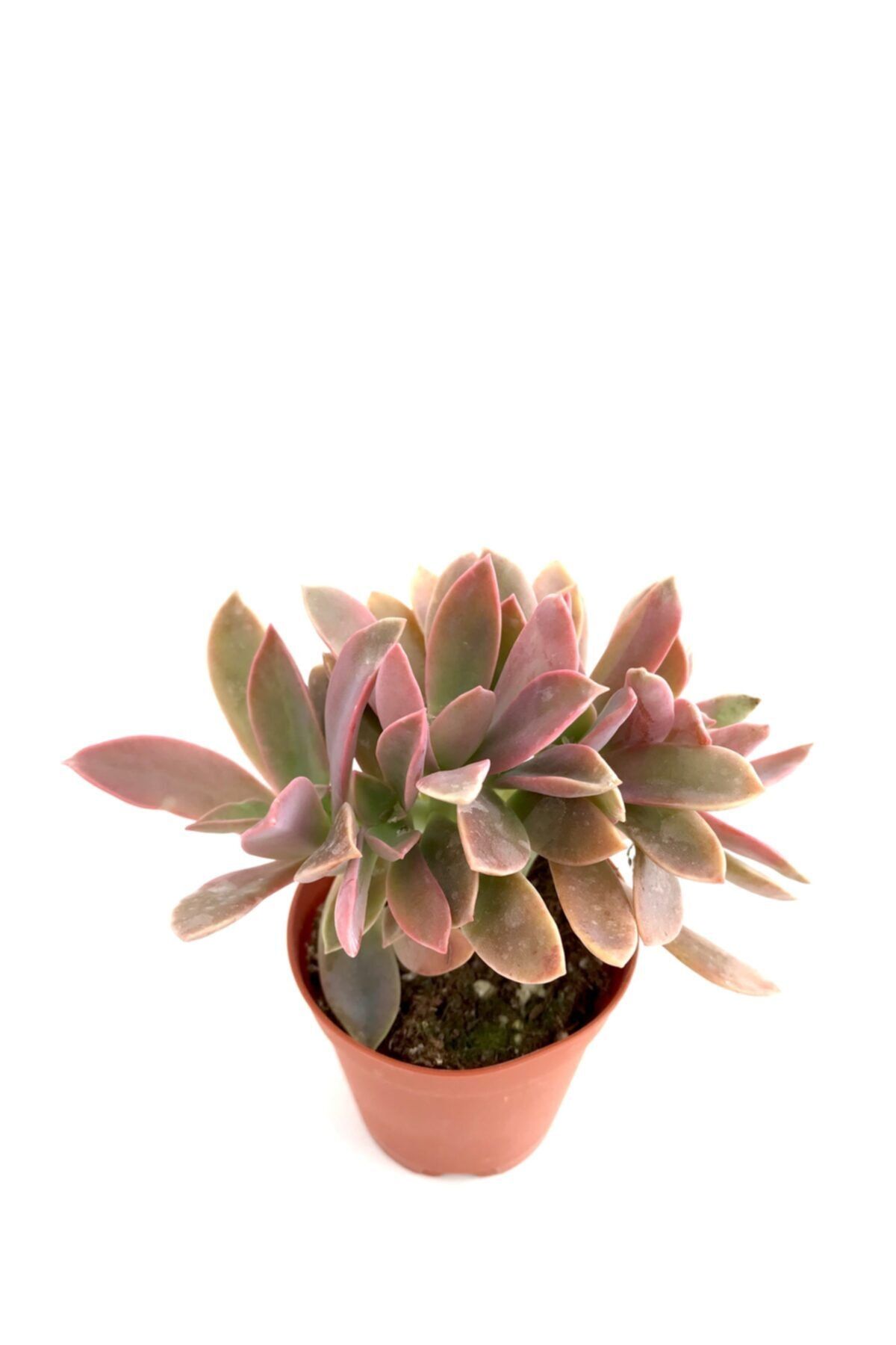 ünal kaktüs Echeveria Fred Ives Cristata (sukulent)