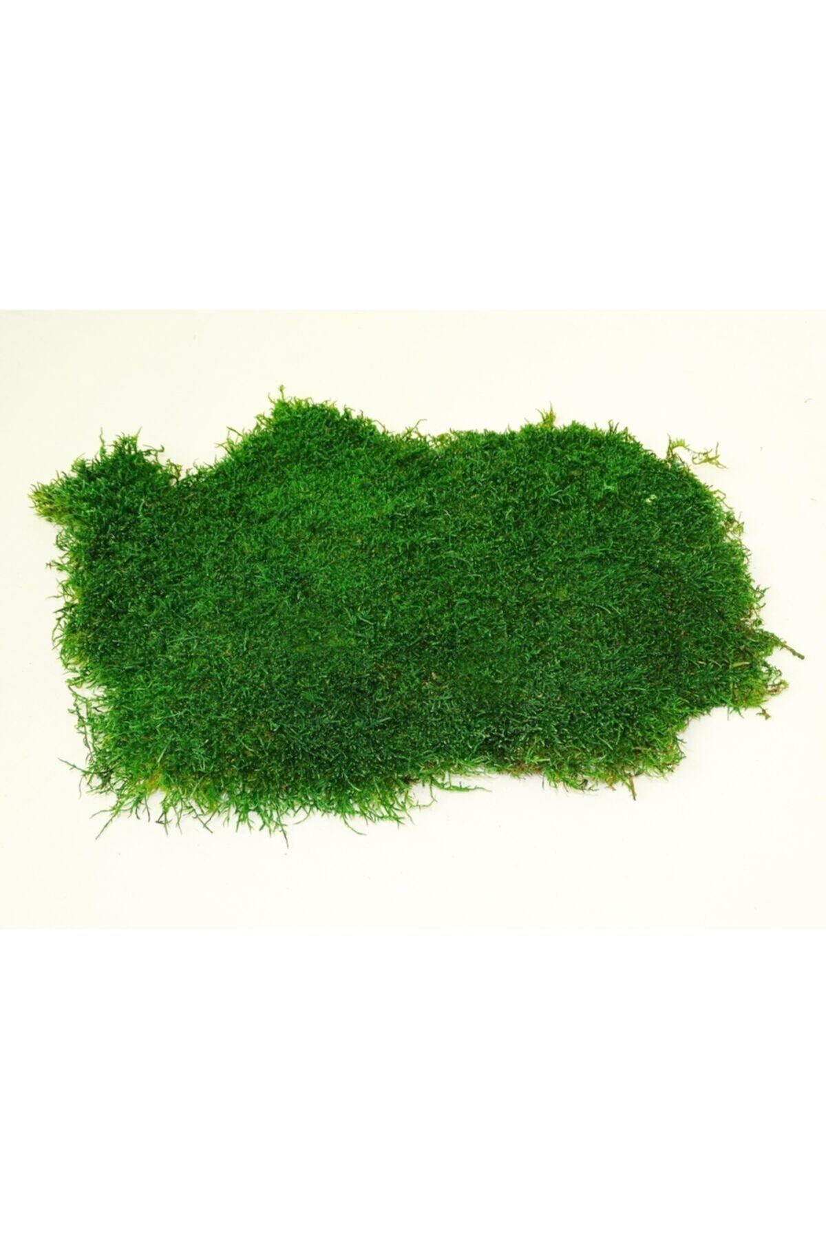 mossartdeco korunmus kara yosunu flat yosun canli bitki 100 dogal 2 5kg fiyati yorumlari trendyol