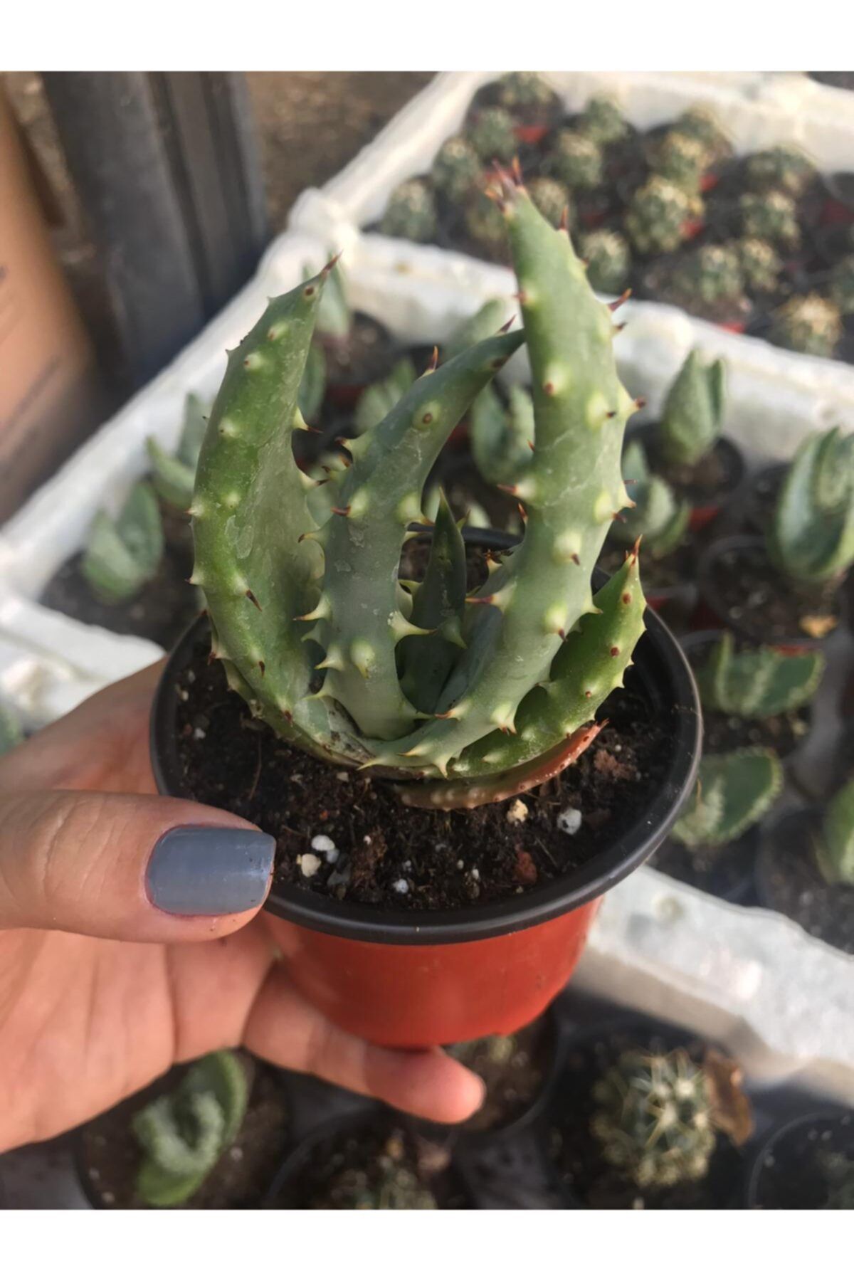ünal kaktüs Aloe Ferox 8,5cm Sukulent