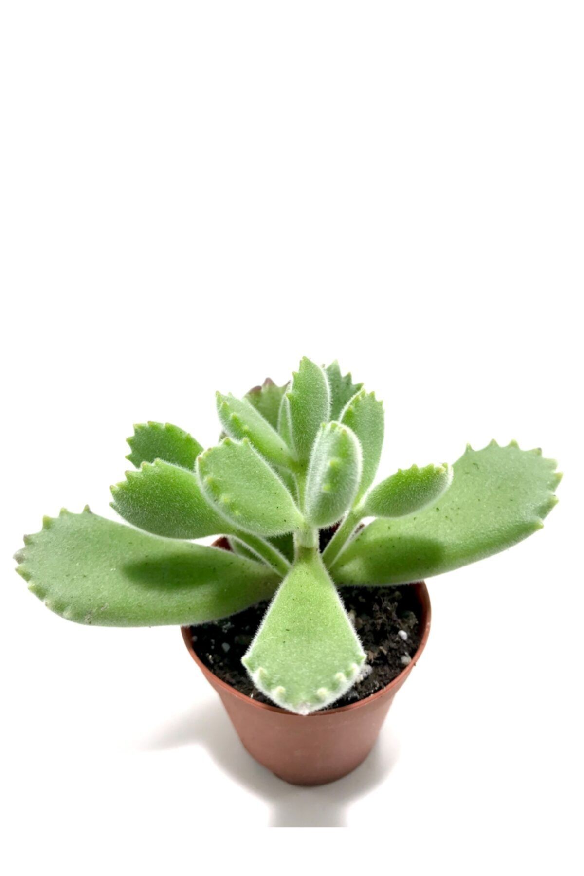 ünal kaktüs Cotyledon Ladismithiensis (sukulent)