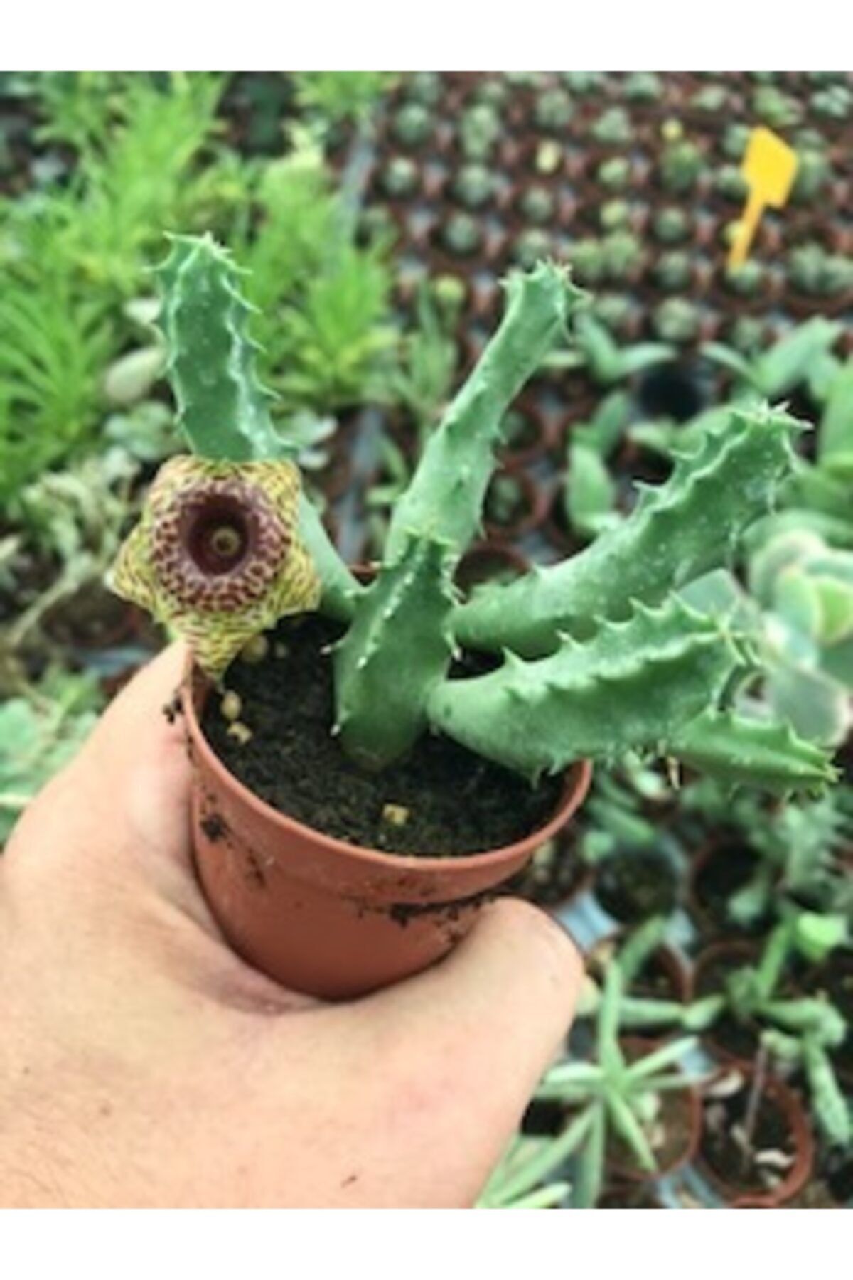 ünal kaktüs Huernia Zebrina sukulent