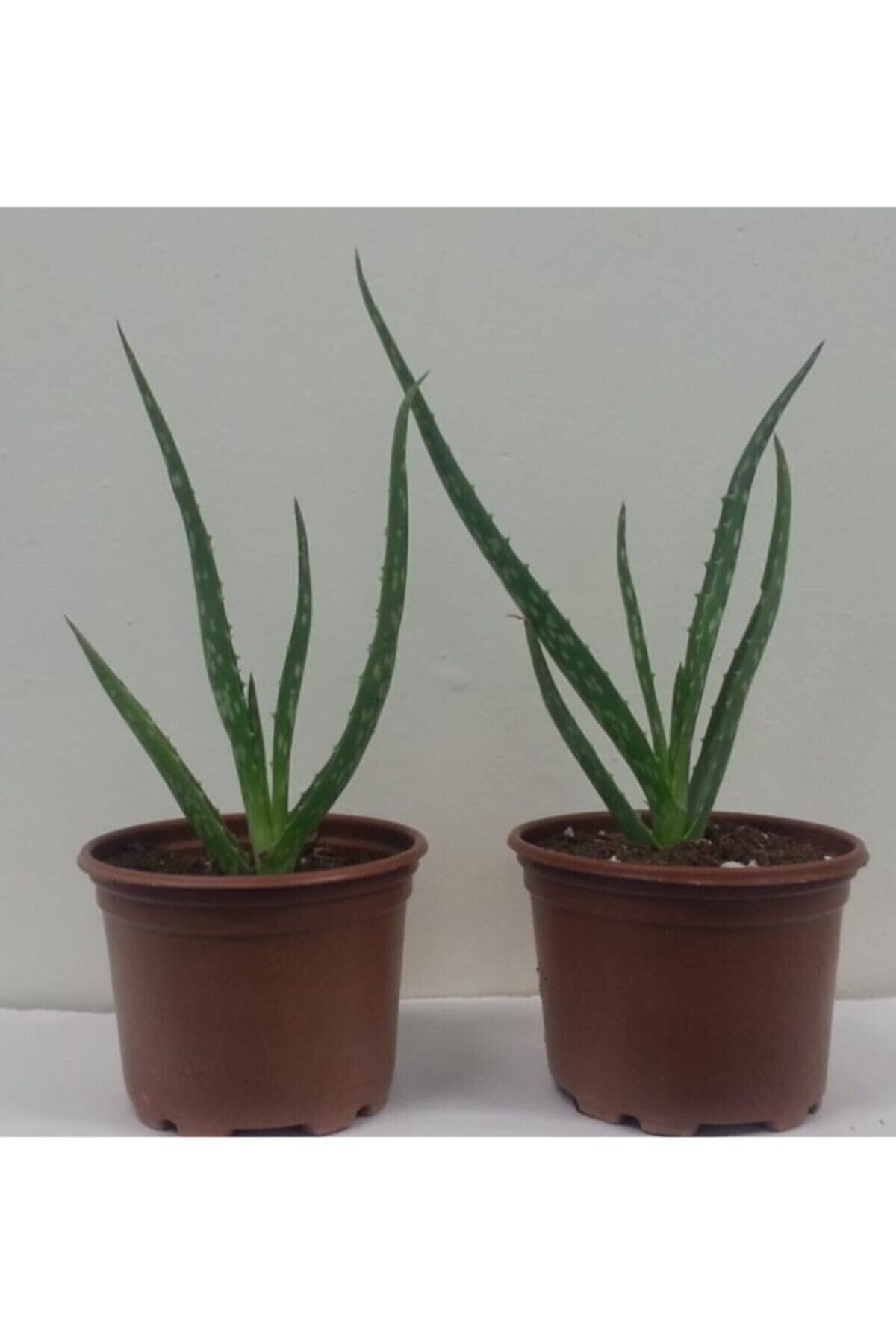 Aloe Vera Aloevera Bitki