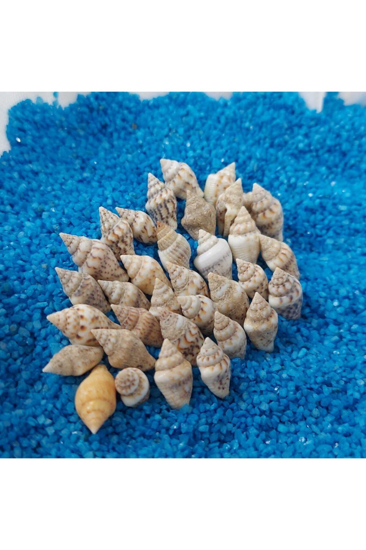 Aker Hediyelik Deniz Kabukları Silis Akvaryum Süs Ufak Kabuk Modeli 7-15mm Minik Deniz Kabuğu 150gr Teraryum