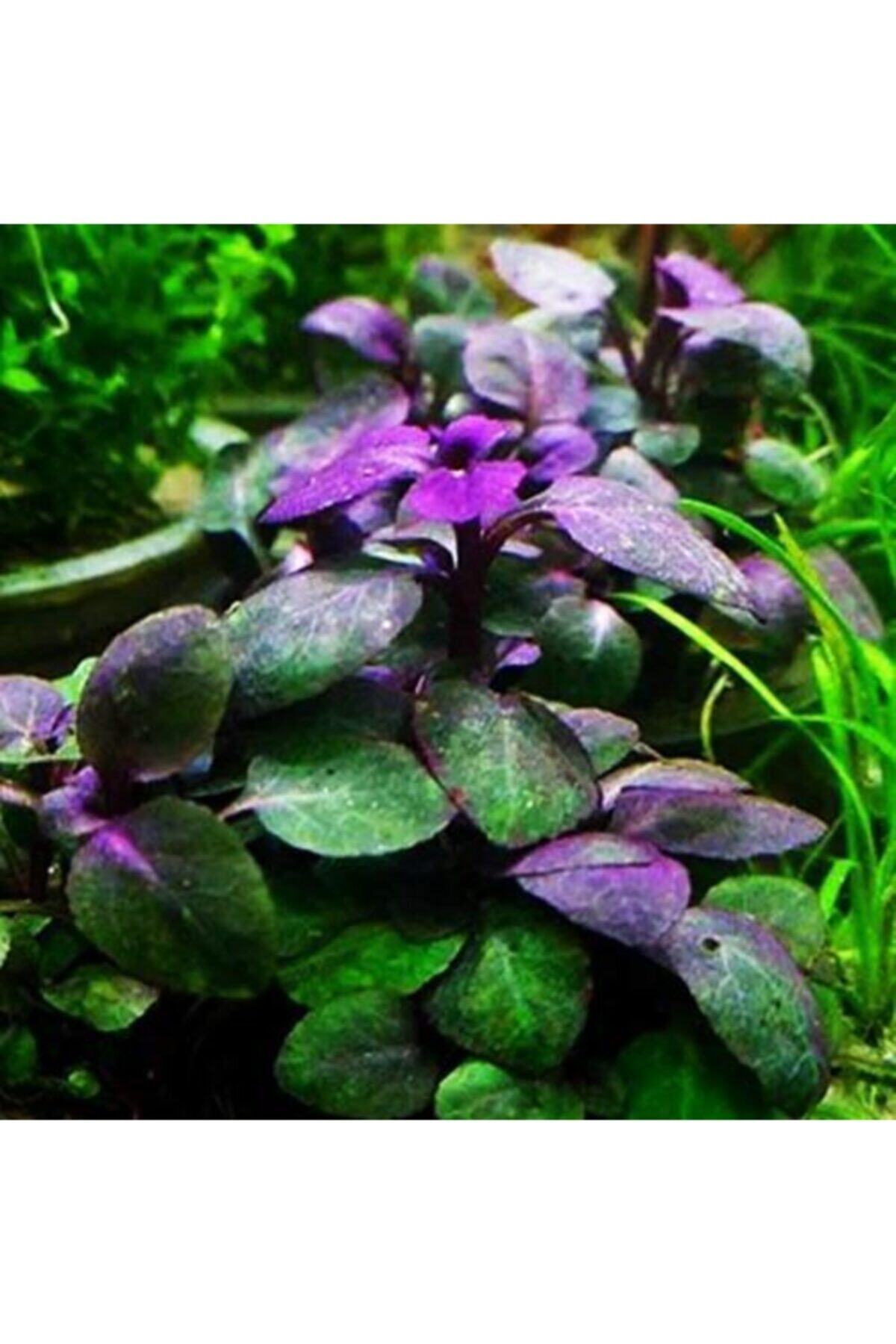BIO AQUATIC Lobelia Cardinalis Akvaryum Bitkisi 1 Kök