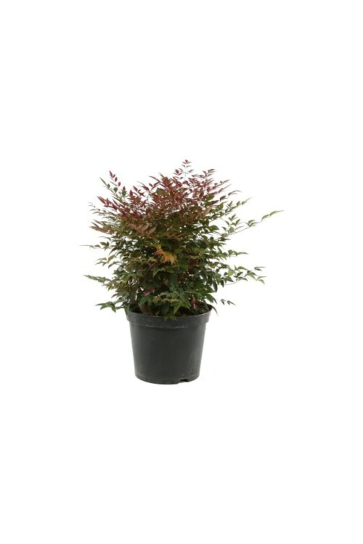 fidanistanbul Nandina Domestica Obsessed Seika Pembe Cennet Bambusu, Saksıda