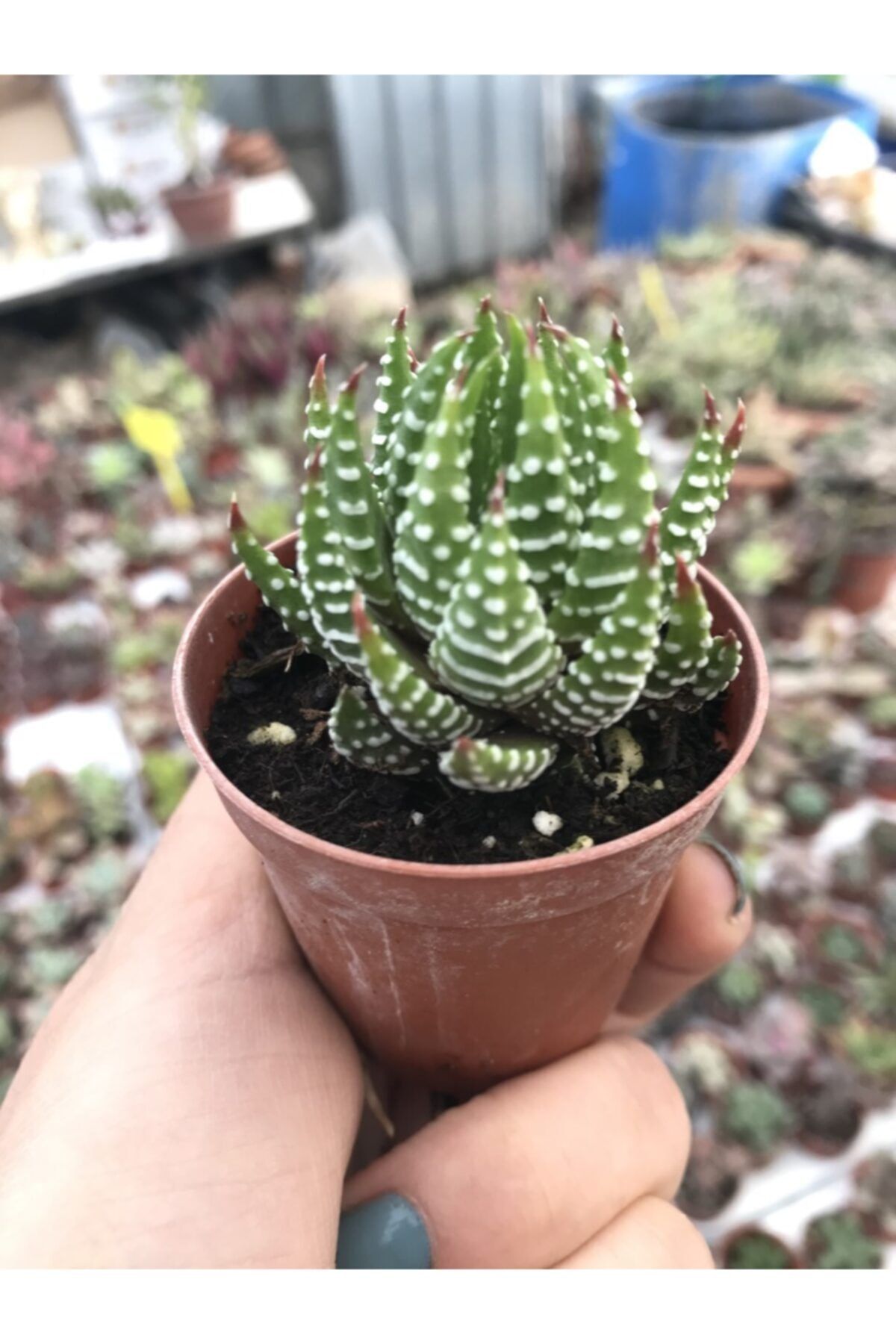 ünal kaktüs Haworthia Reinwartii Var.