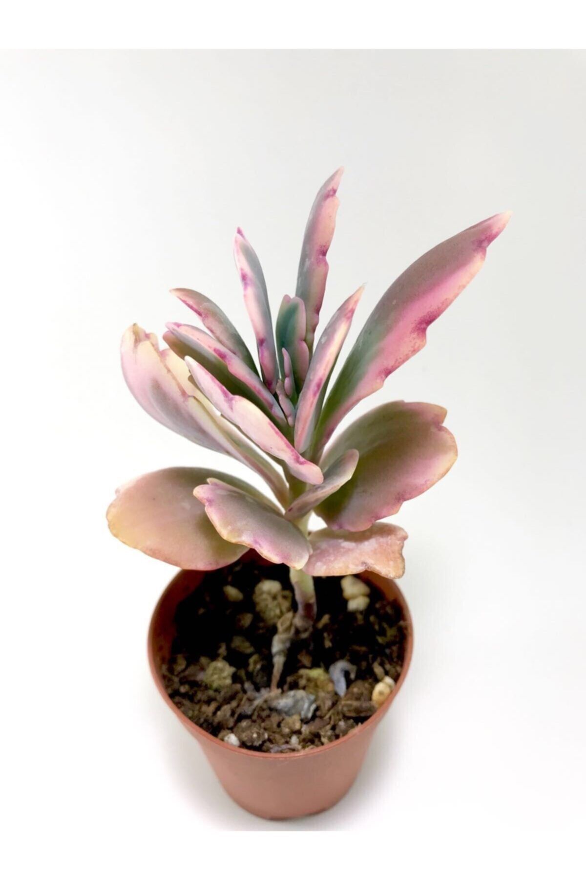 ünal kaktüs Kalanchoe Fedtschenkoi Variegata