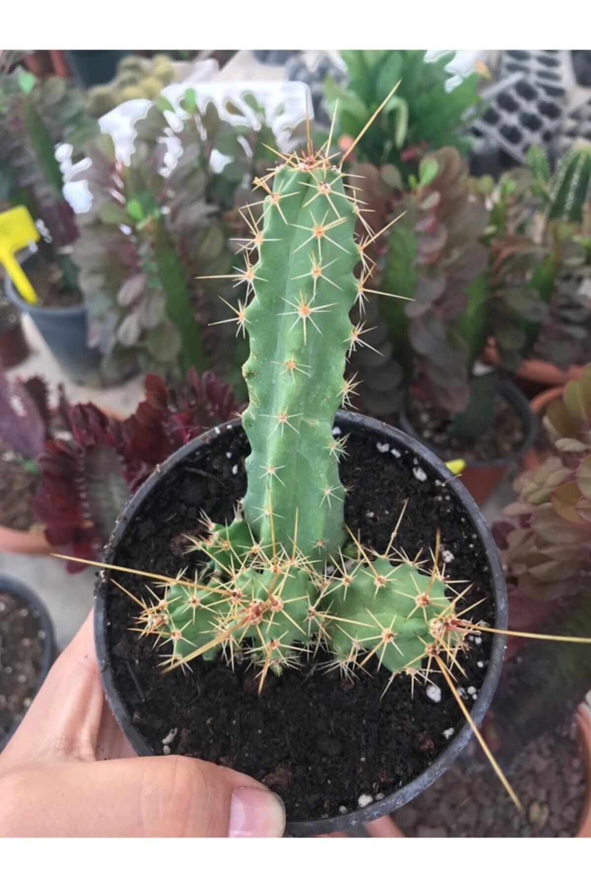 ünal kaktüs Echinocereus Berlandieri Kaktüs 8,5 cm