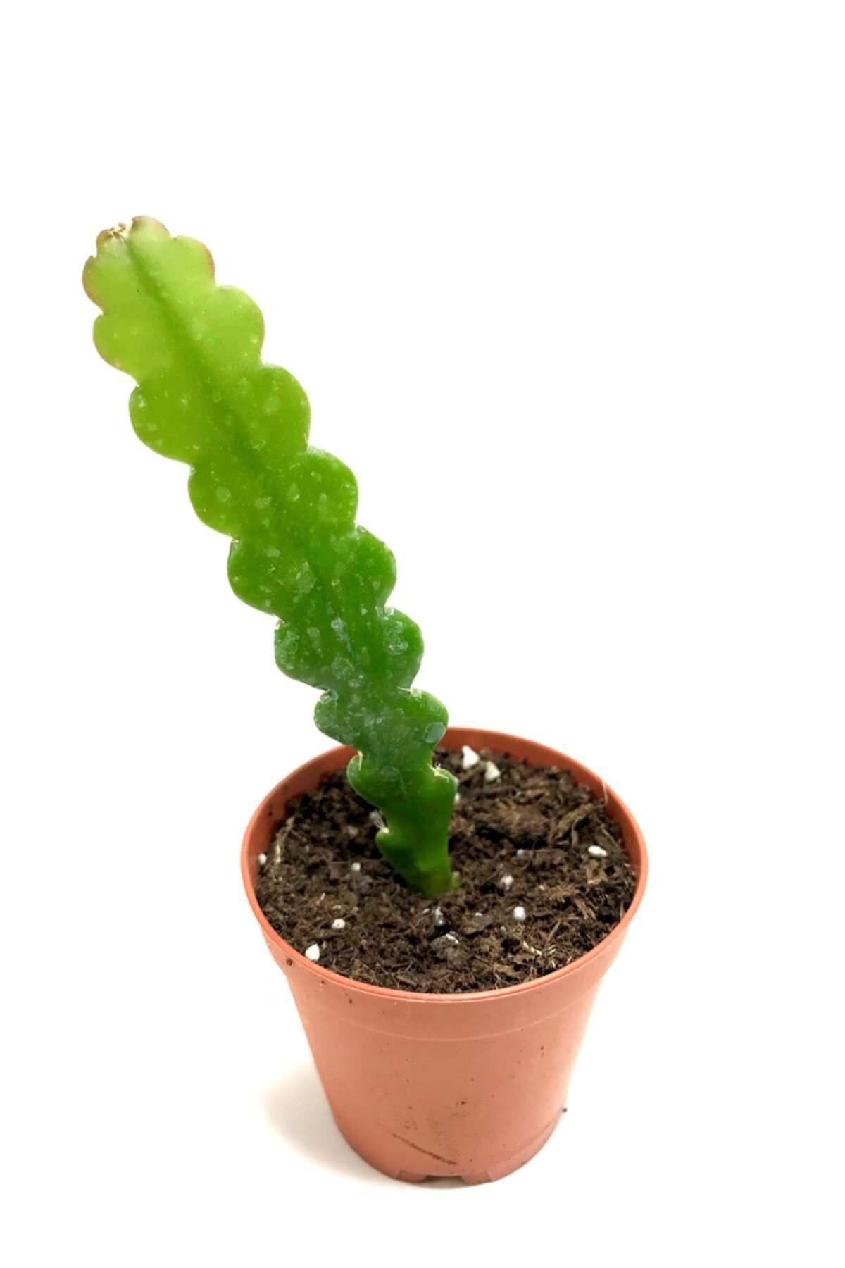 ünal kaktüs Epiphyllum Crenatum