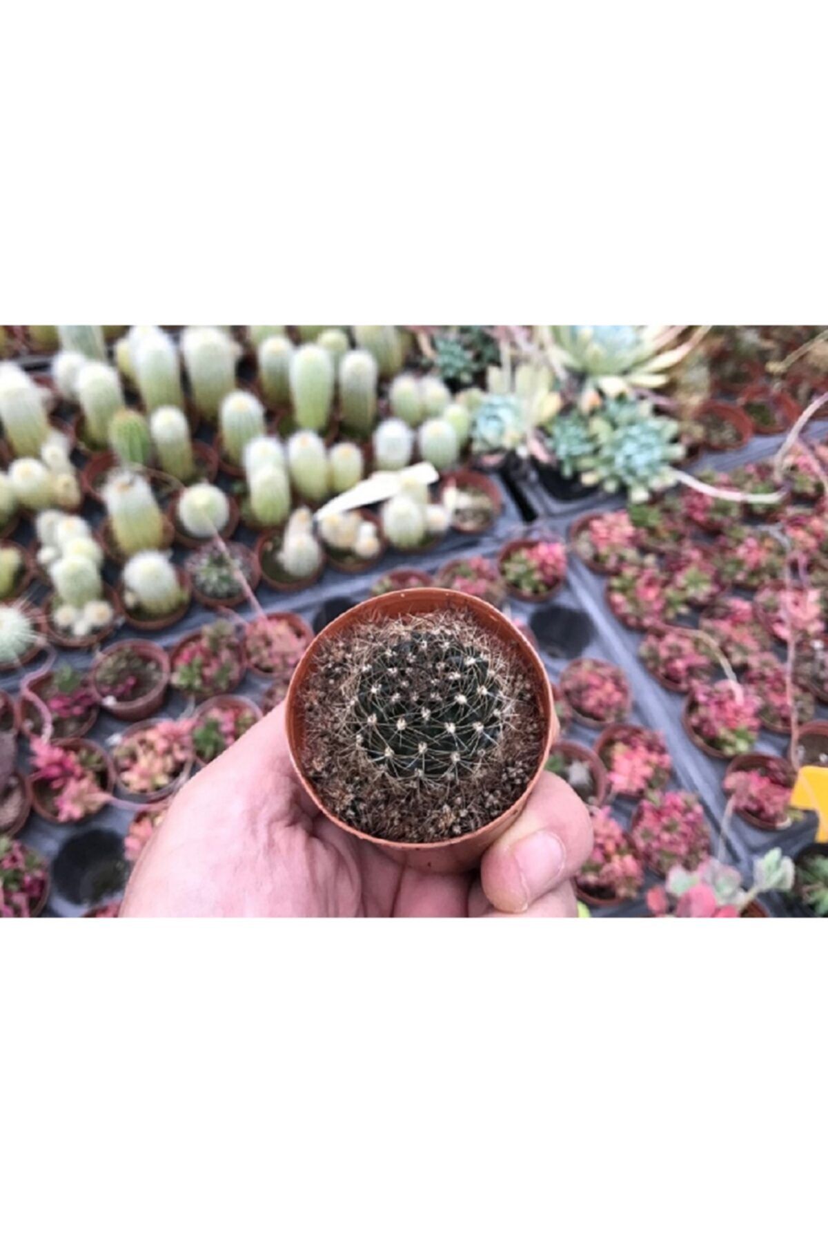 ünal kaktüs Rebutia Fulviseta
