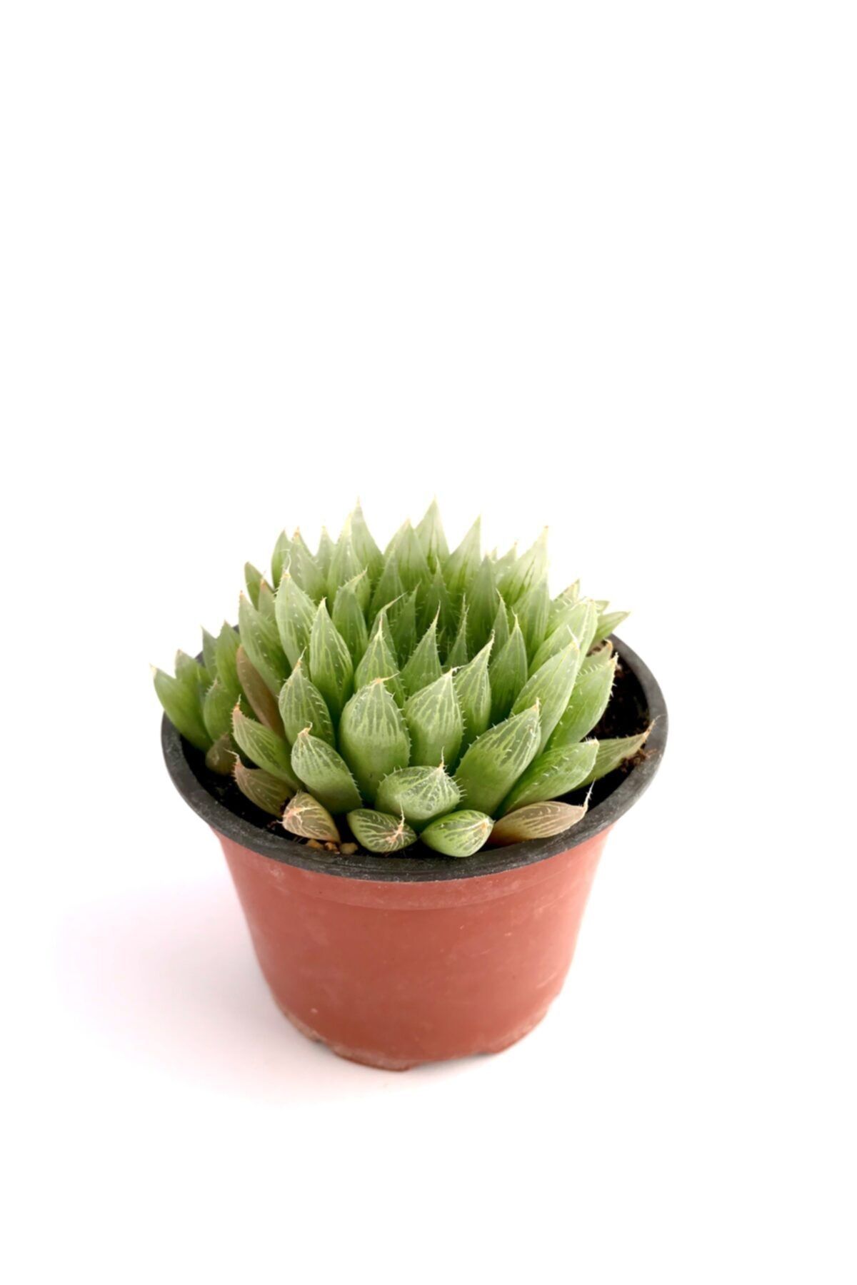 ünal kaktüs Haworthia Cooperi 8,5