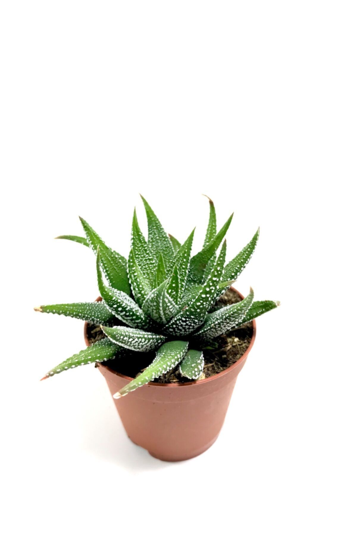 ünal kaktüs Haworthia Fasciata Var. Concolor