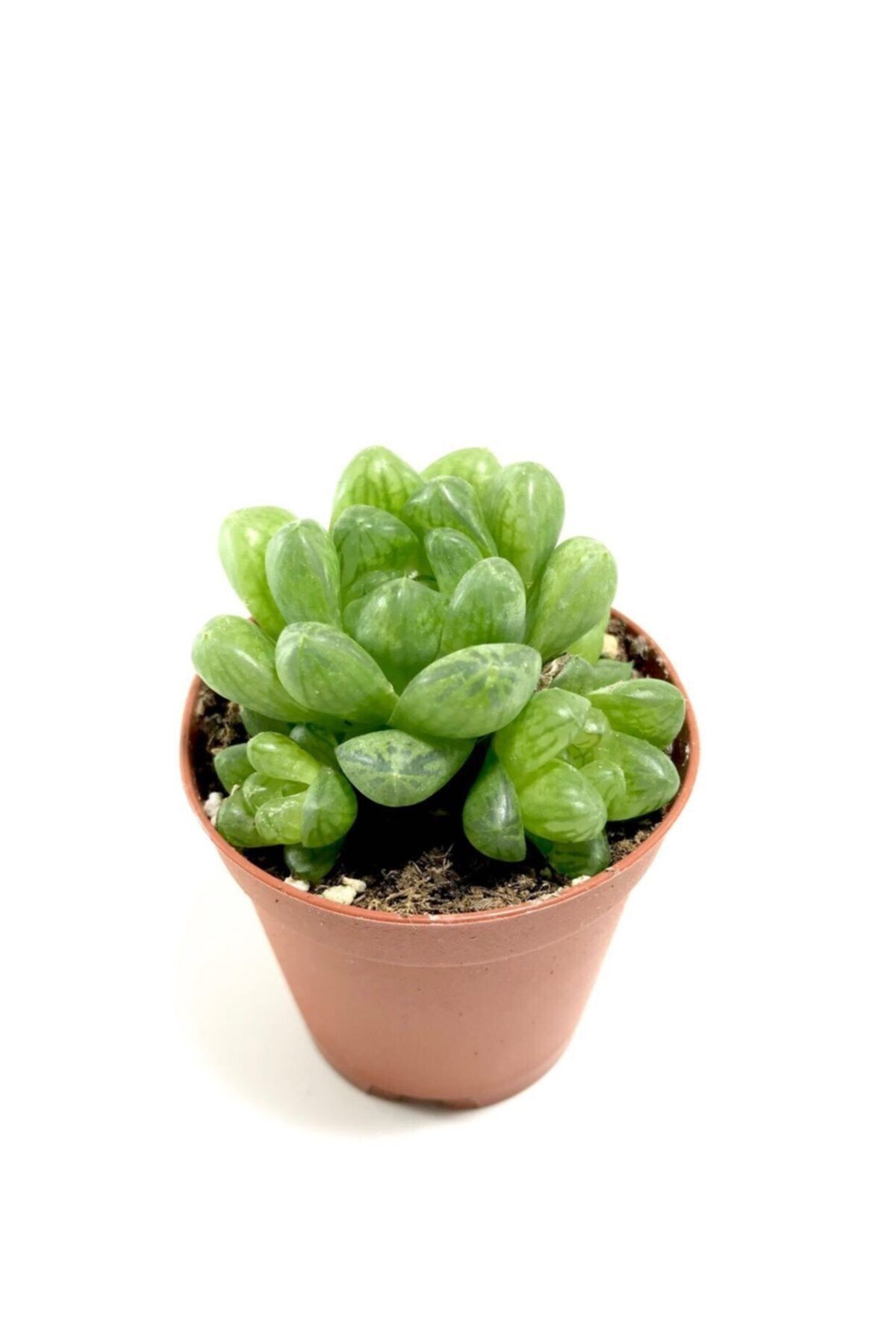 ünal kaktüs Haworthia Cooperi Var. Truncata