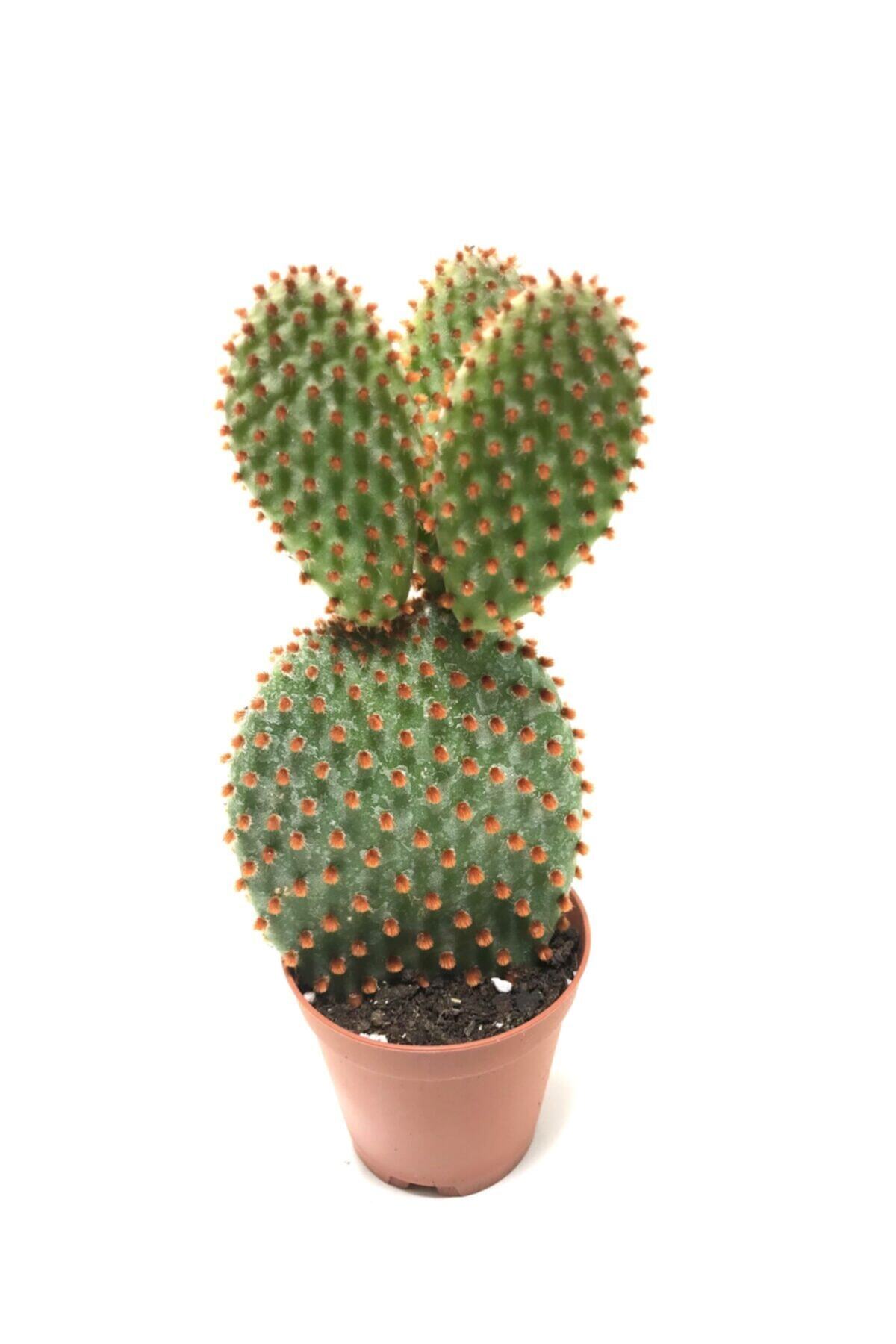 ünal kaktüs Opuntia Microdasys Rufida (kaktüs)