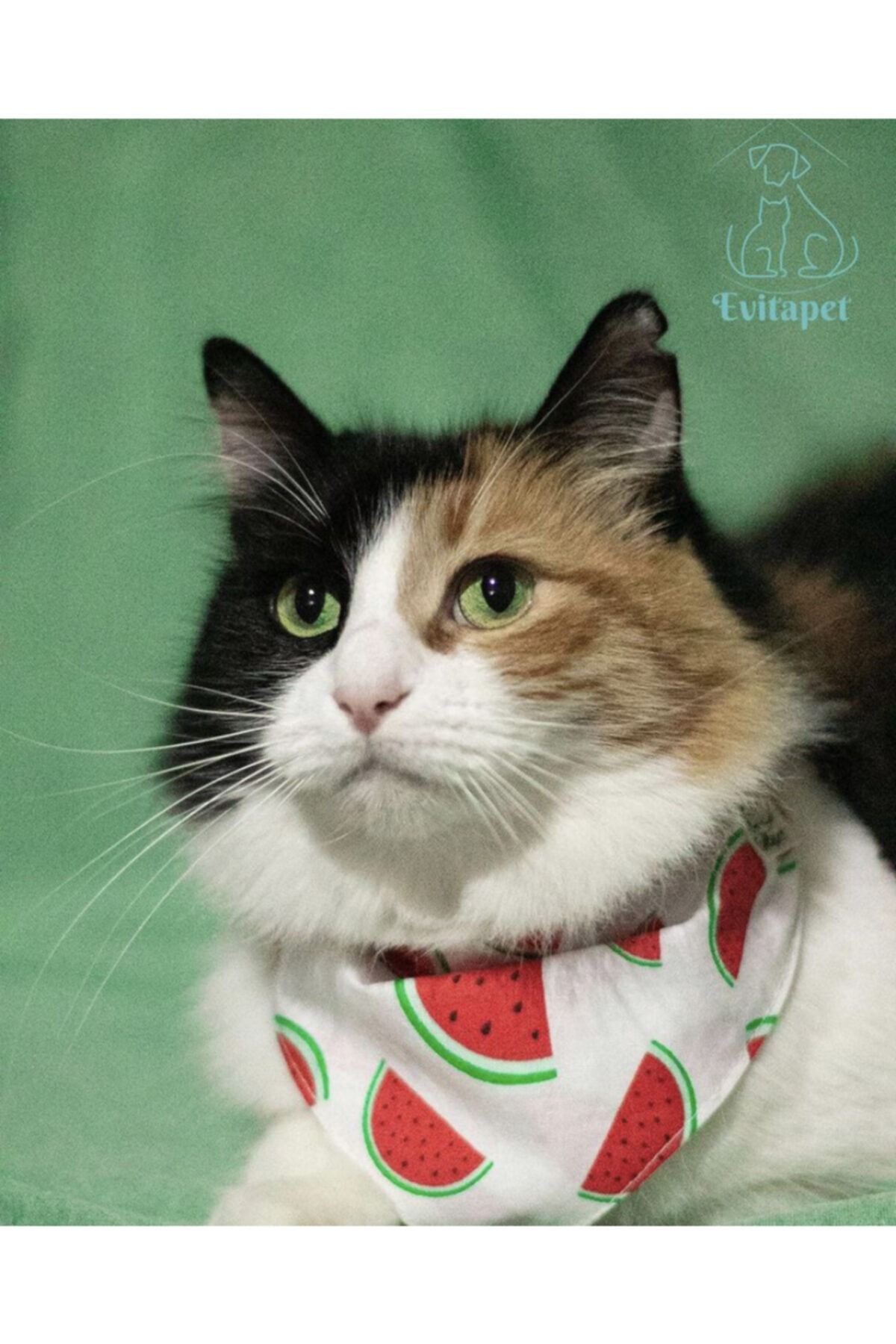 evitashop kedi ve kopek fulari fiyati yorumlari trendyol