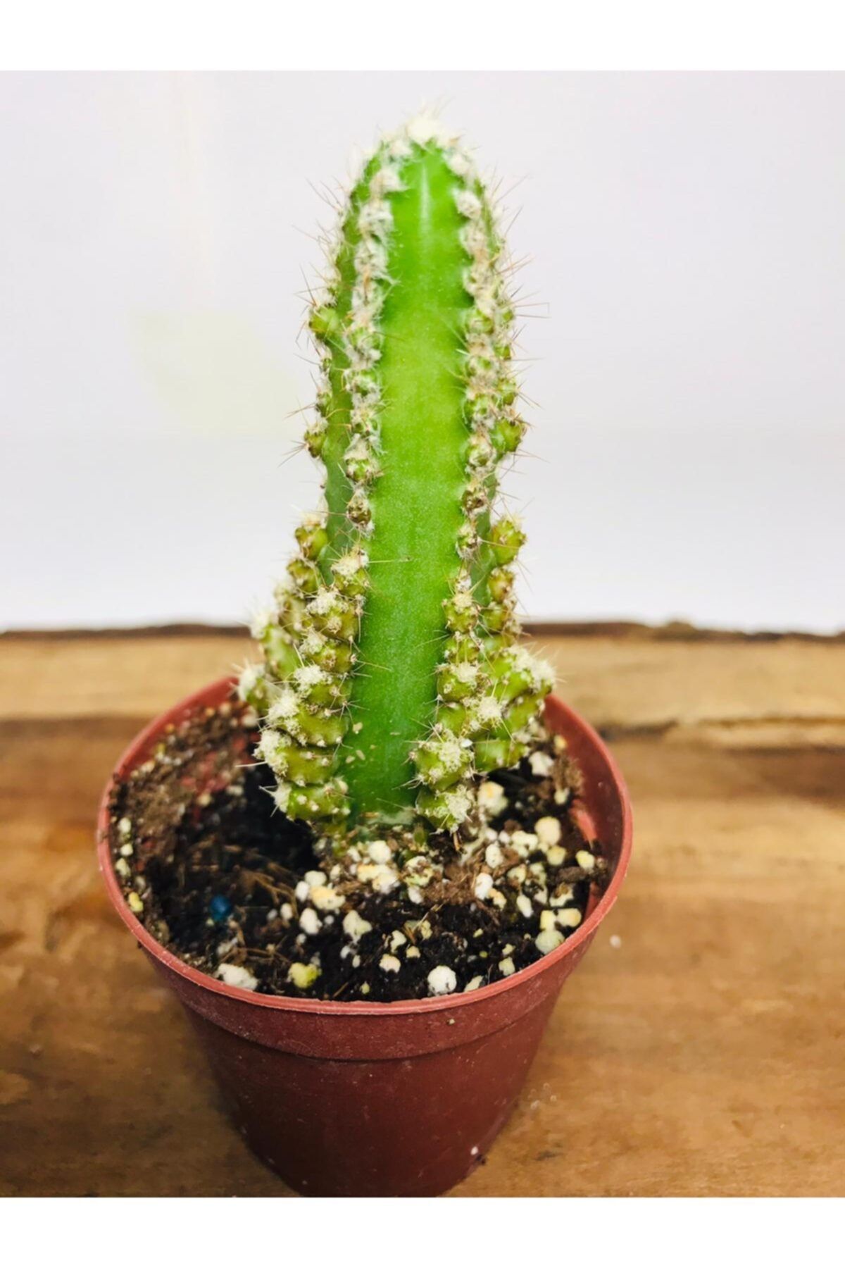 foliumbotanik Cereus Fairy Castle Kaktüs