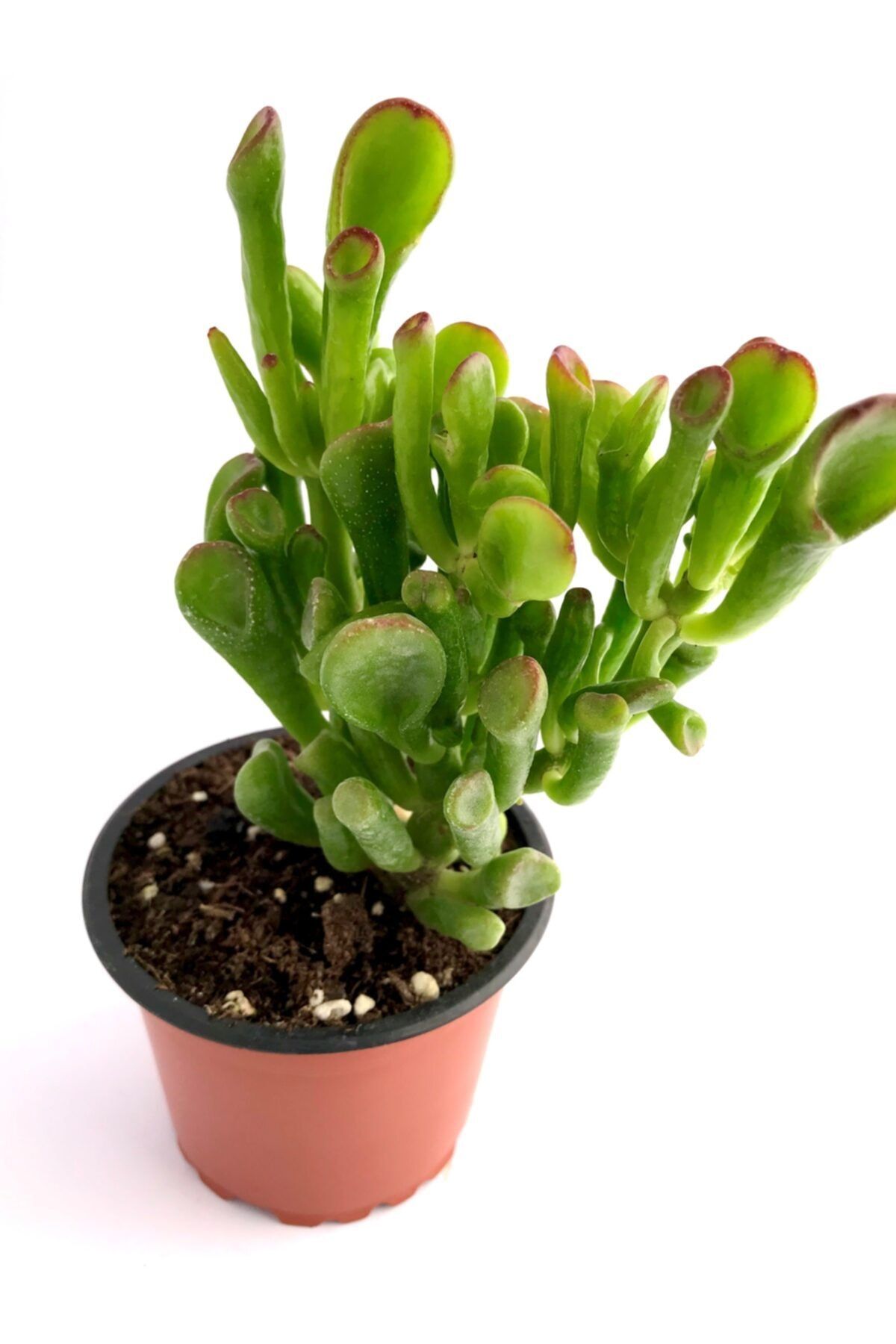 ünal kaktüs Crassula Ovata Gollum (8,5 cm) Sukulent