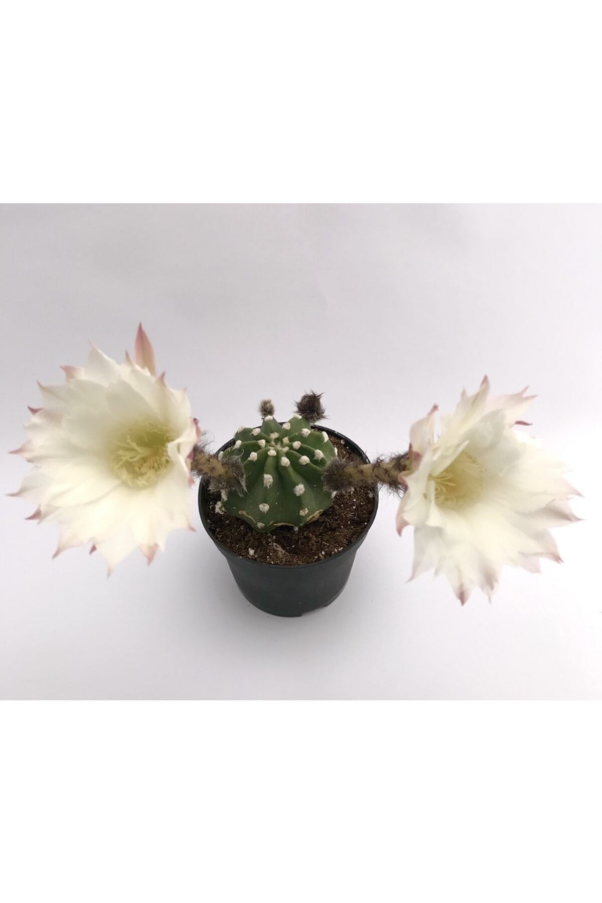 ünal kaktüs Echinopsis Subdenudata 8,5 Kaktüs