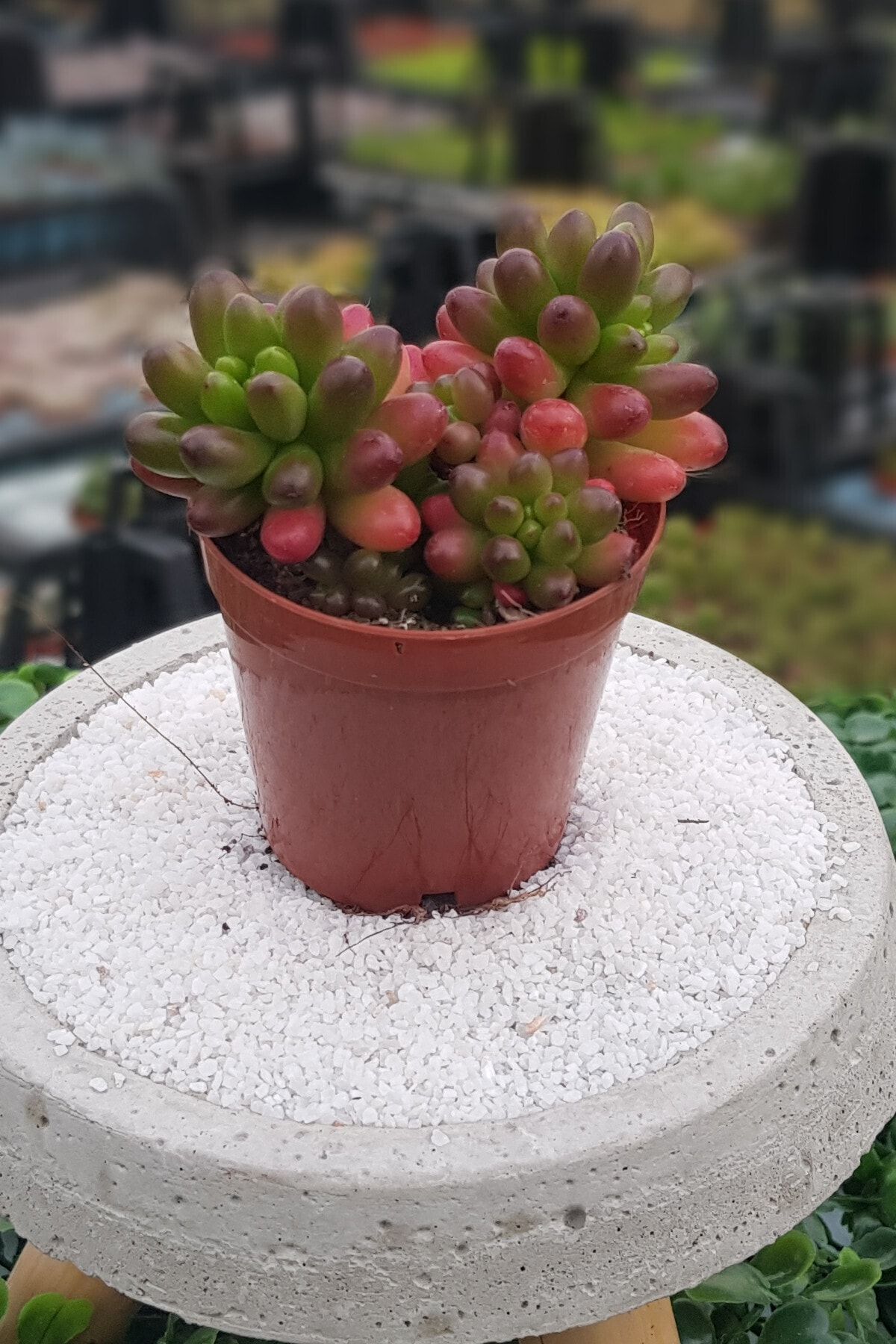 Serra Gardens Sedum Rubrotinctum Sukulent