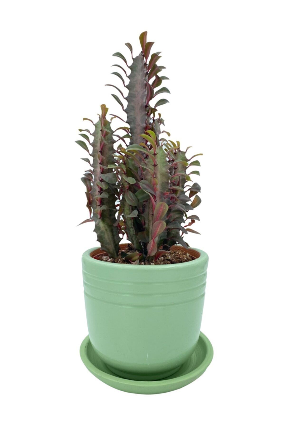 NADİR KAKTÜS Euphorbia Trigona Rubra 12.5 cm Saksıda
