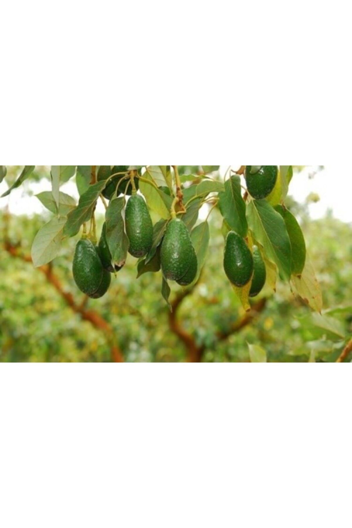 Ecemorganik Veli almaz Avakado 5 Adet 2 Kg Limon Anamur Mersin